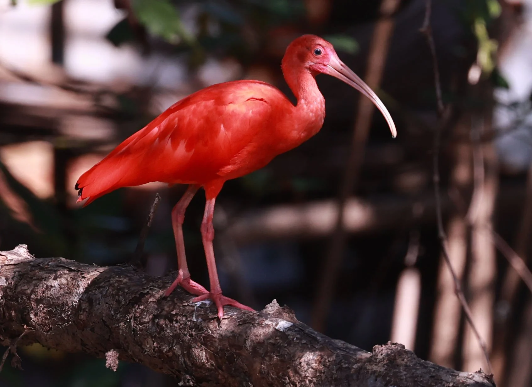 Ibis - Scarlet Ibis - Eudocimus ruber - 29 Songkaow Cafe, Chachoengsao Thailand (97).jpg