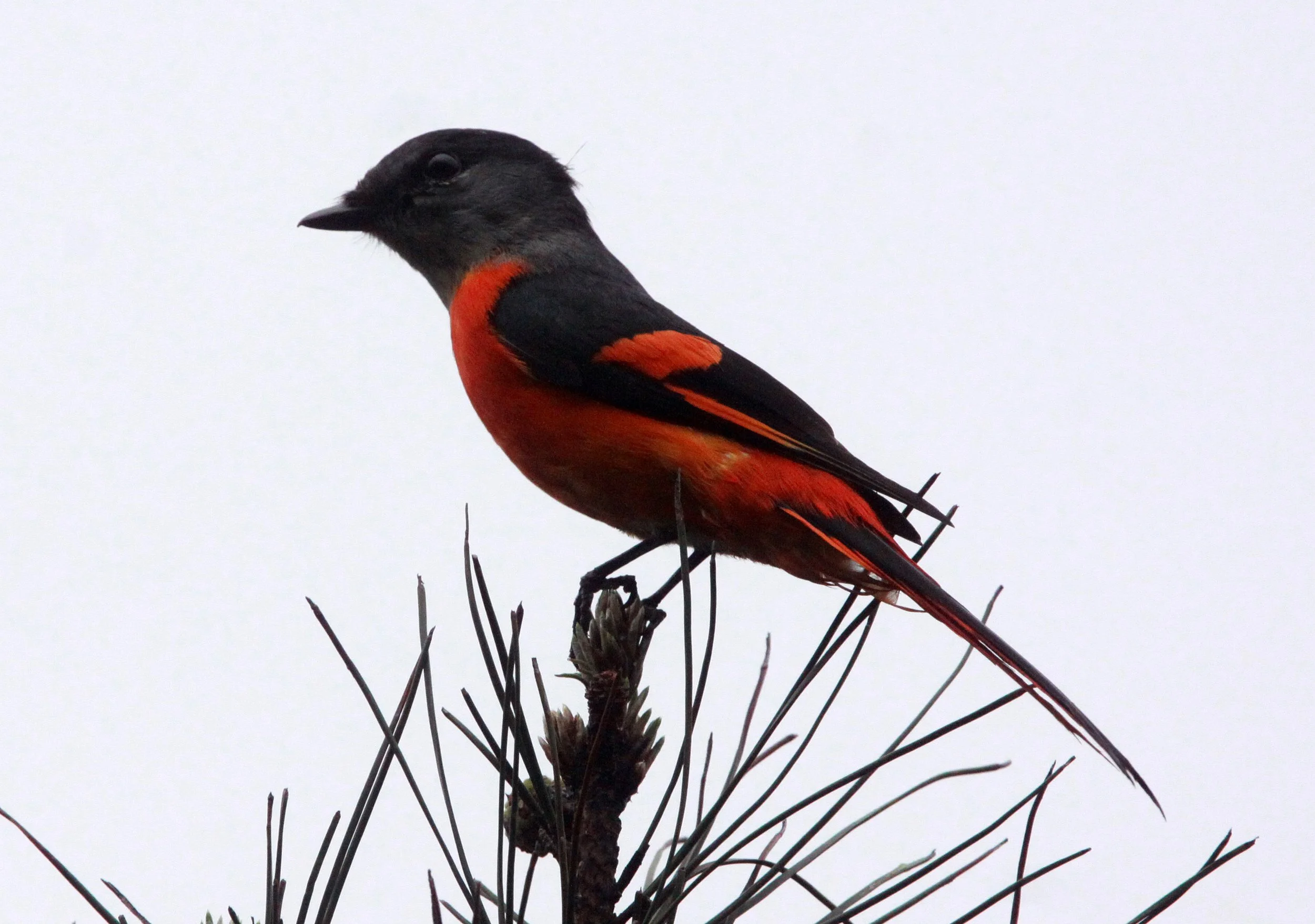 Gray-chinned Minivet (Pericrocotus solaris) Anhui Province China (3).JPG