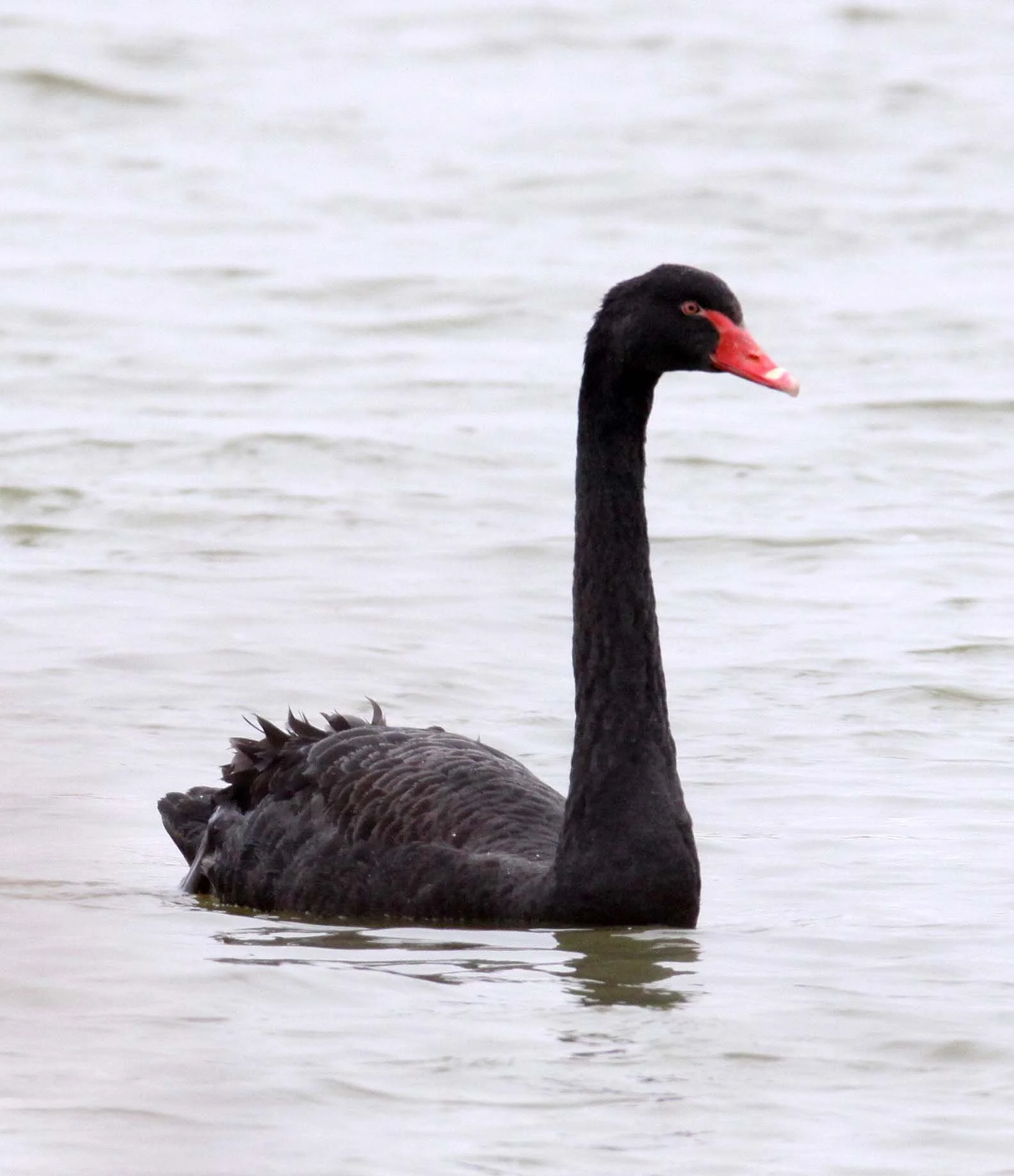 SWAN - BLACK SWAN - Cygnus atratus - YANCHENG CHINA (6).JPG