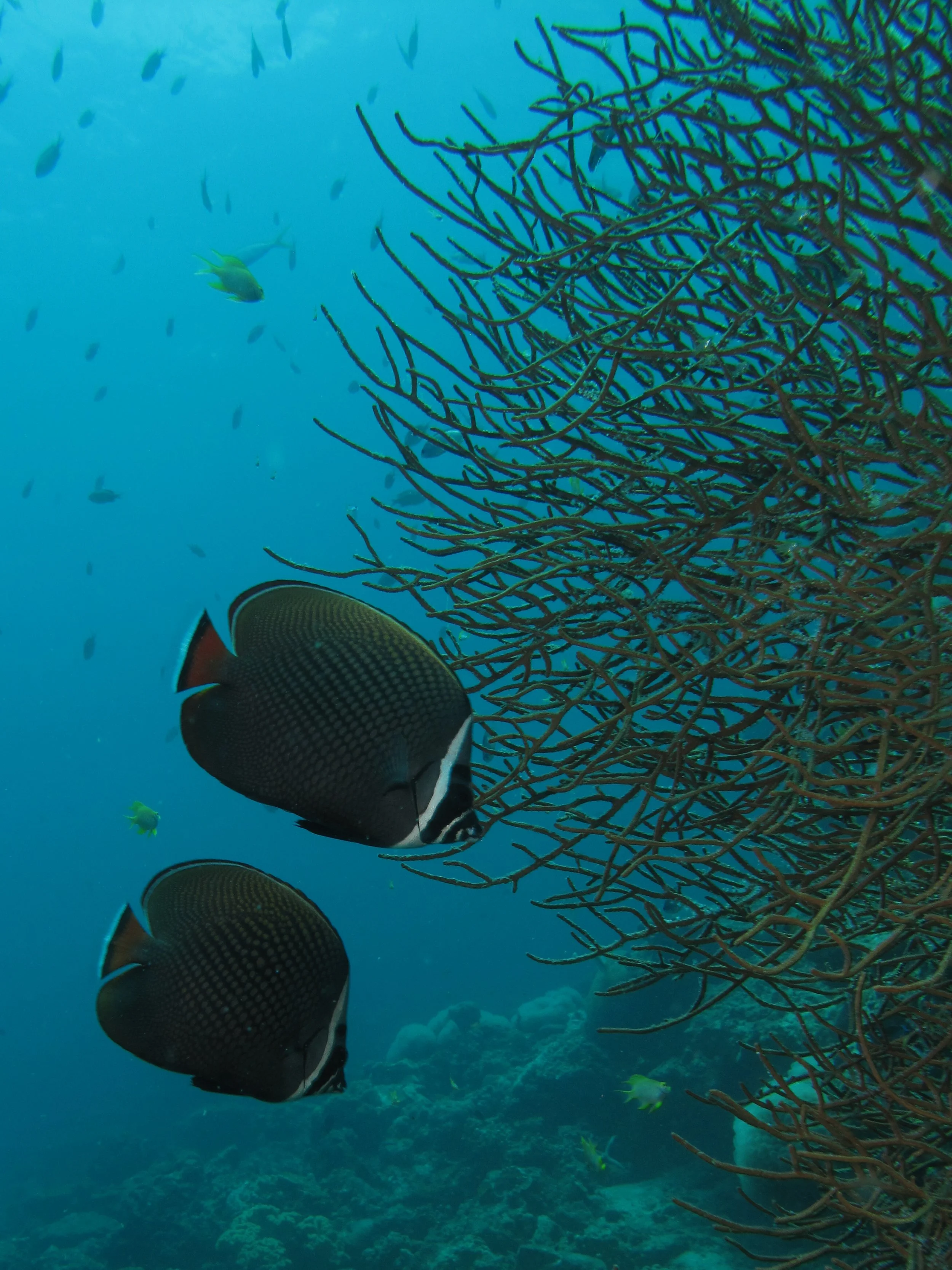 2013 Diving Koh Lanta (75).jpg