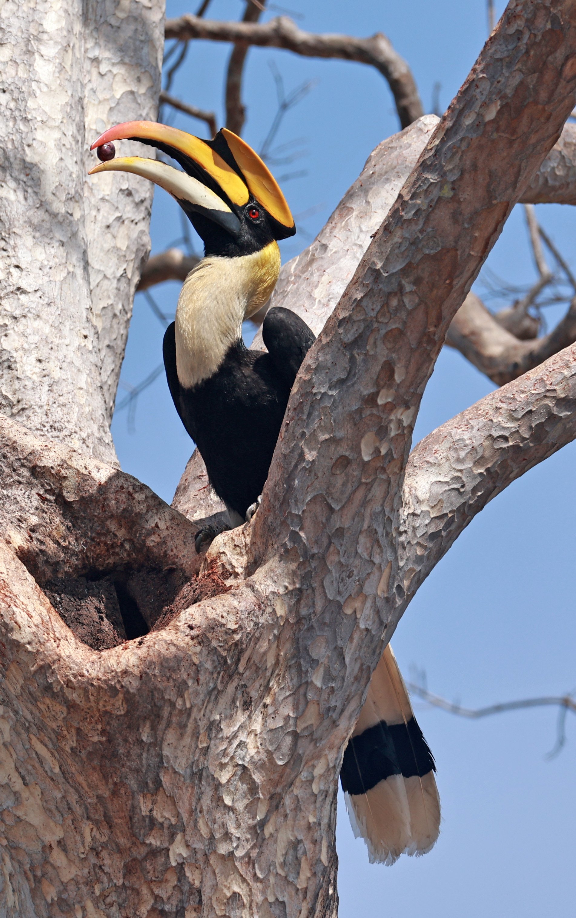 Great hornbill (Buceros bicornis) Pak Chong Mu Si Municipality Feb 2026 (23).jpg