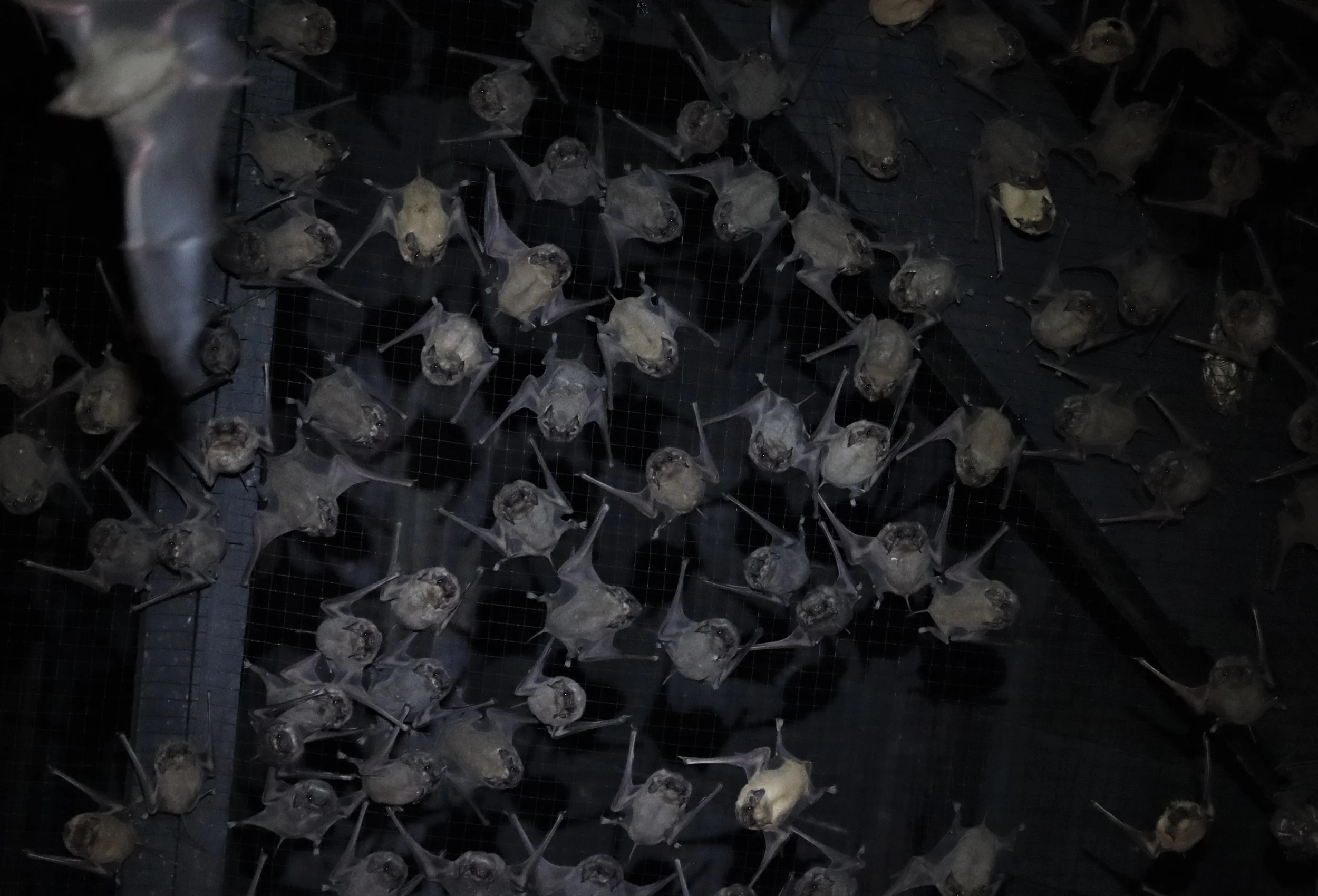 Taphozous melanopogon - BLACK-BEARDED TOMB BAT - WAT PRATHAISAWAN AYUTTHAYA (45).jpg