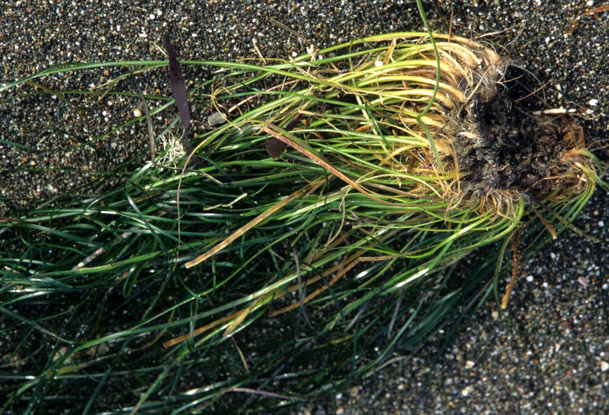 CALIFORNIA - BODEGA BAY - MARINE ALGAE SPECIES (18).jpg