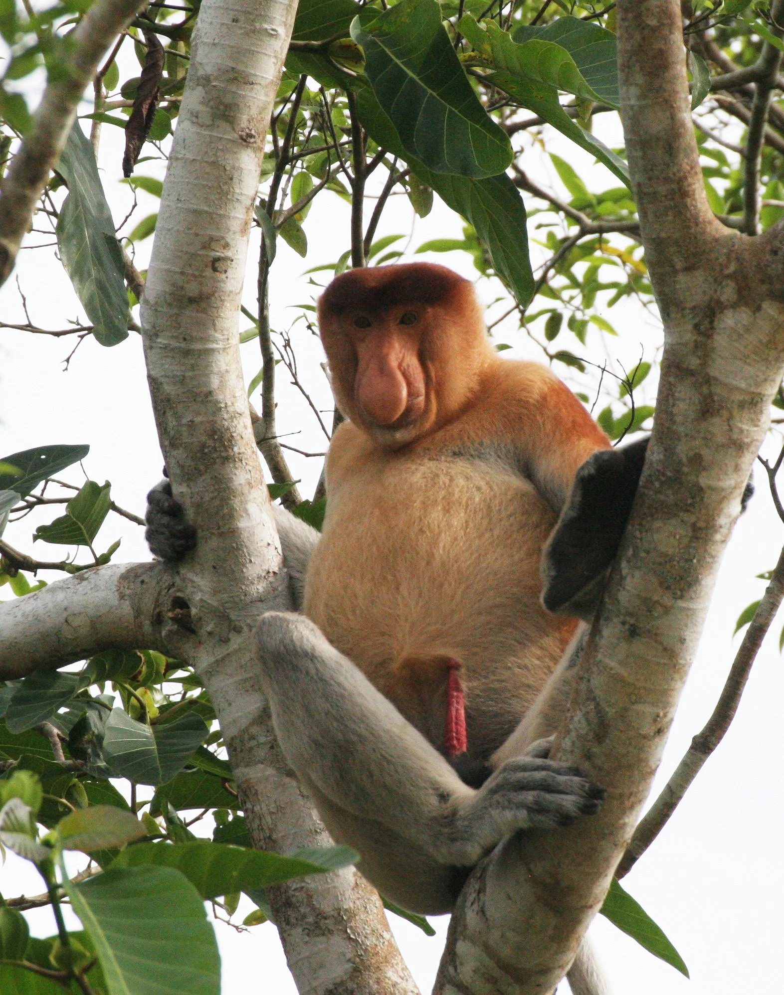 CERCOPITHECIDAE - Nasalis larvatus - PROBOSCIS MONKEY - KINABATANGAN RIVER BORNEO  (24).JPG