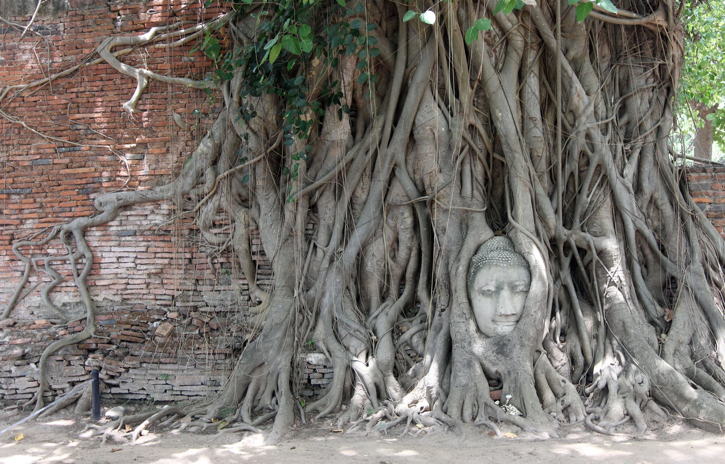2014 Ayutthaya Wat Mahathat, with Cokie & Som and Phil & Shelley Summer Travels (12).JPG