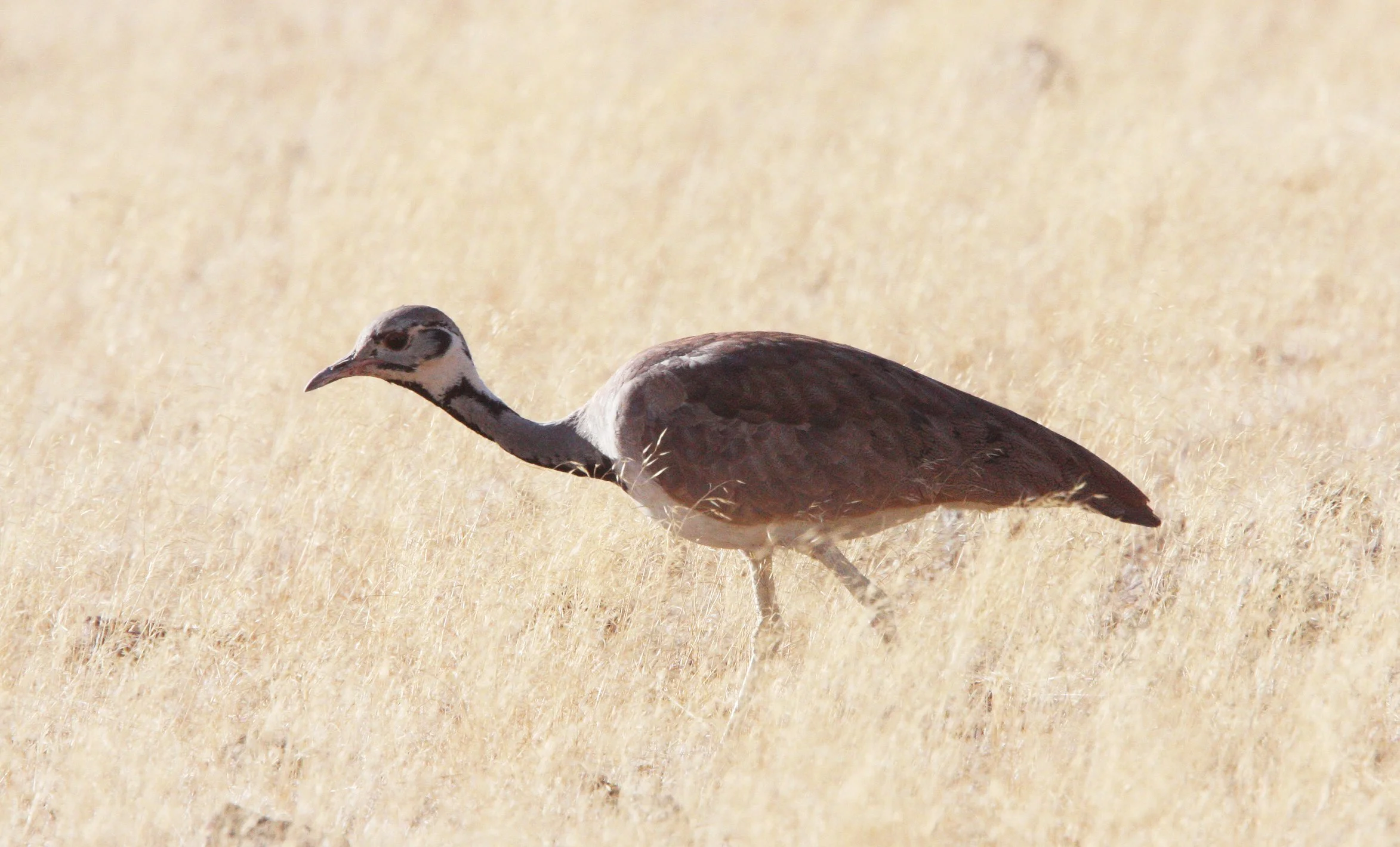 Ruppell's Korhaan (Eupodotis reupellii) Damaraland Namibia (4).JPG
