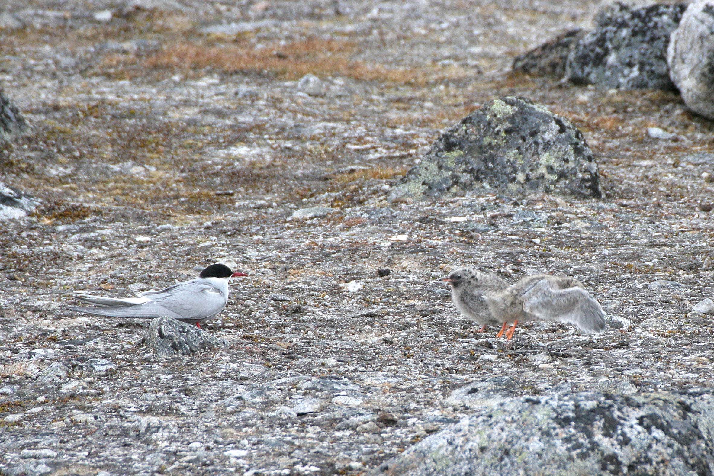 BIRD - TERN - ARCTIC TERN - SVALBARD (29).jpg
