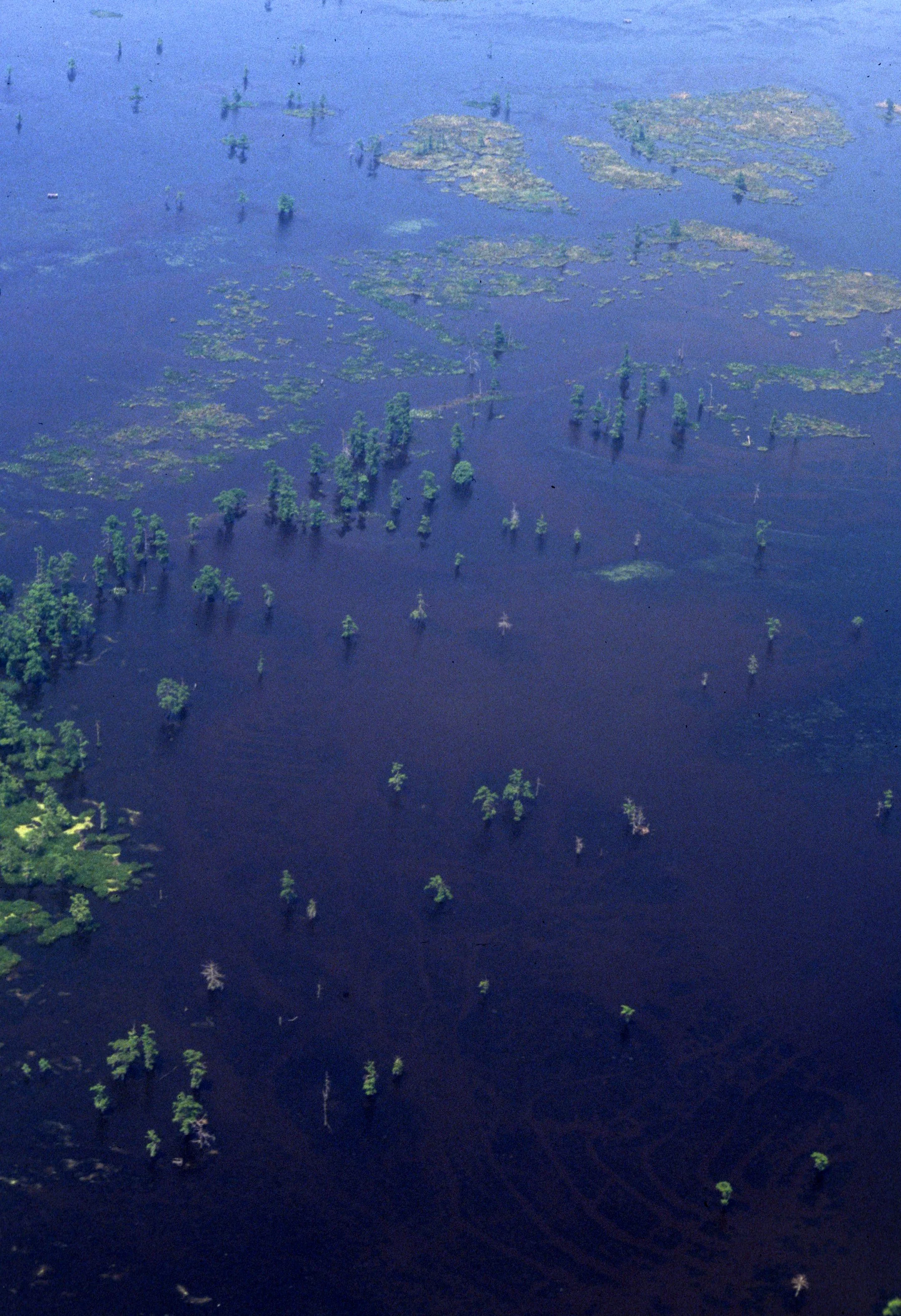 LOUISIANA - BAJOU FROM AIR.jpg