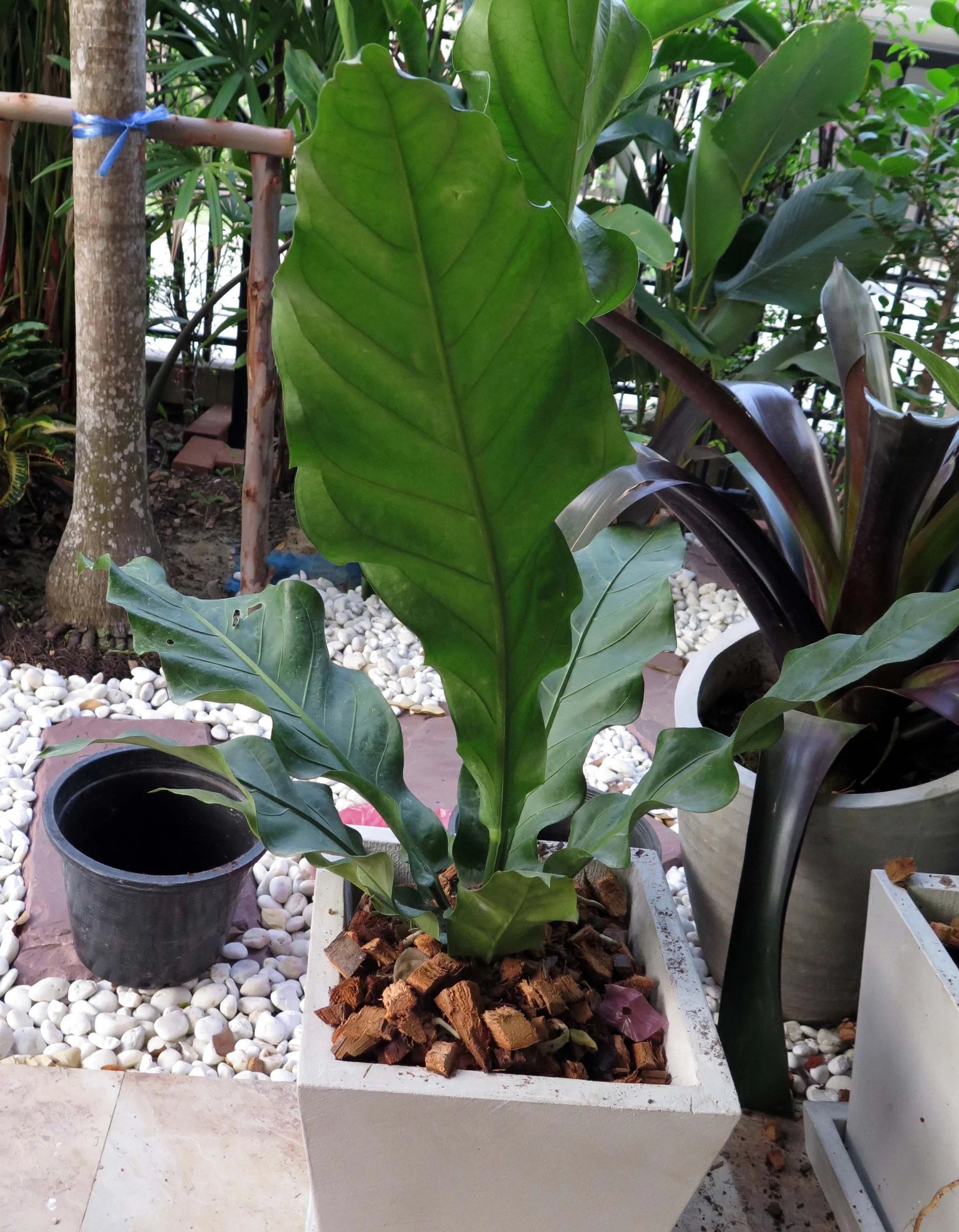 2013 Nonthaburi Setthasiri House and Nonthaburi Neighborhood (175).JPG