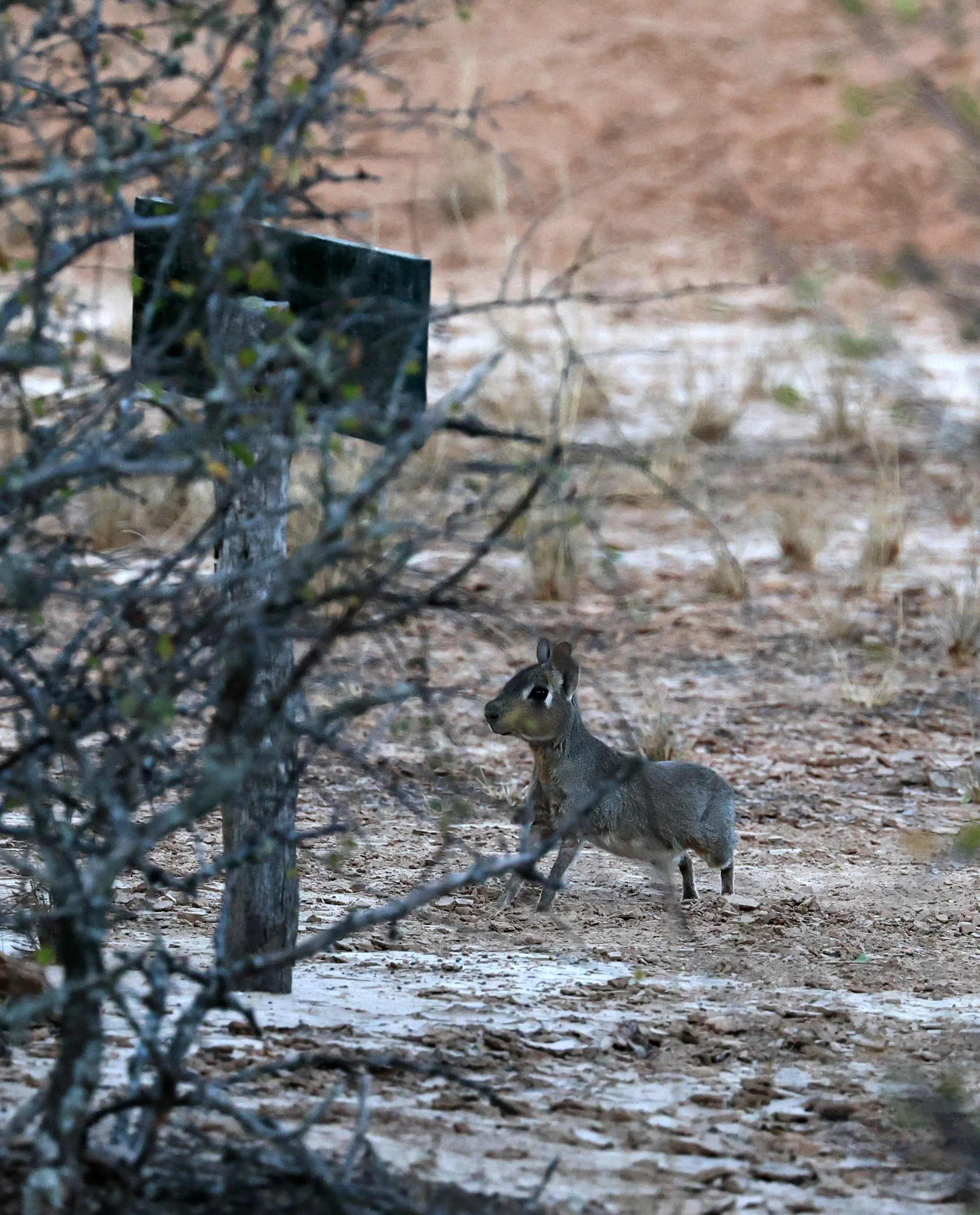 Chacoan Mara (Dolichotis salinicola) Parque Nacional Teniente Agripino Enciso (4).jpg