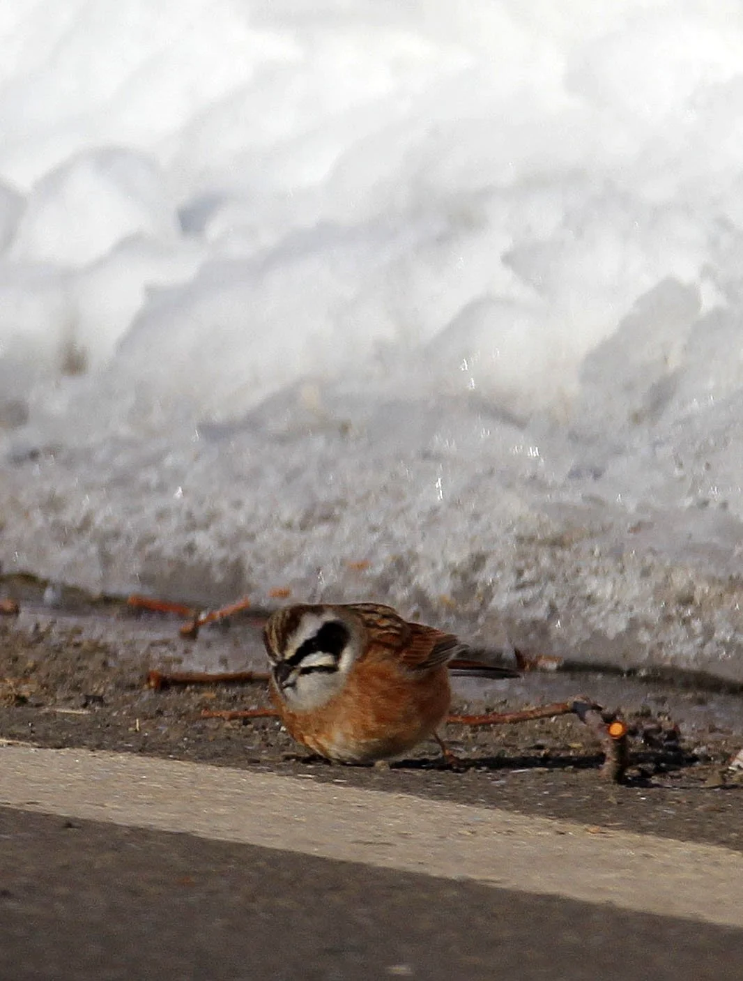 Meadow (Siberian) Bunting (Emberiza cioides) Otowabashi Tsurui Town Hokkaido (1).JPG