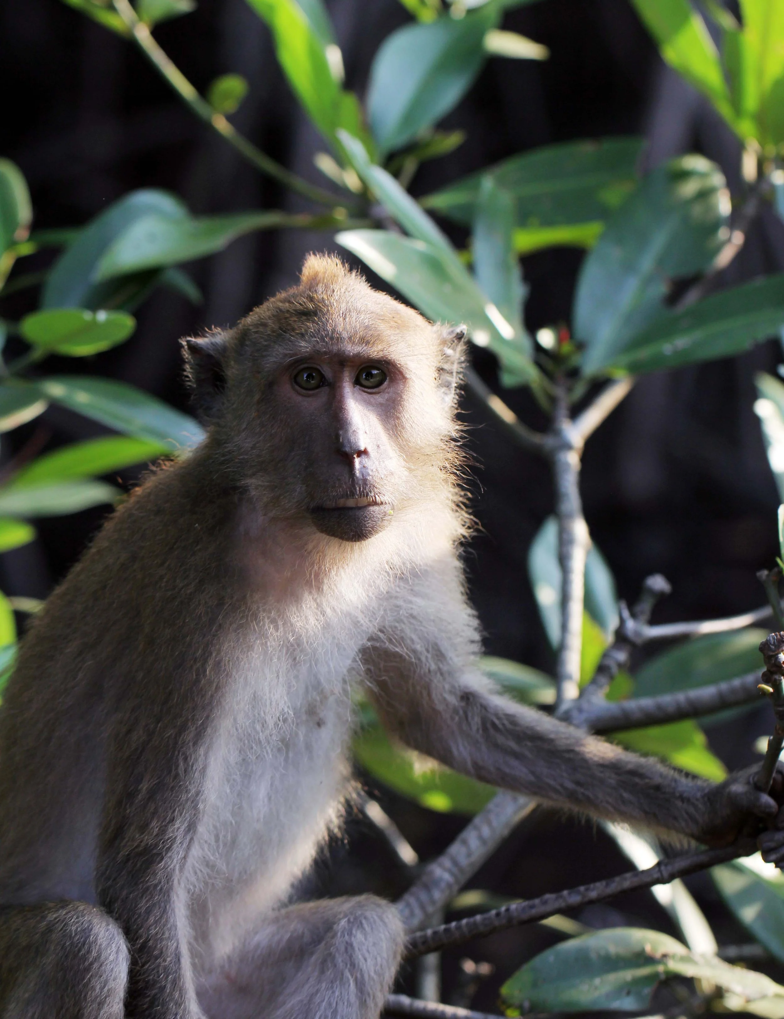 CERCOPITHECIDAE - Macaca fascicularis - LONG-TAILED MACAQUE - KAROS ISLAND - AO LUEK - KRABI (1).JPG