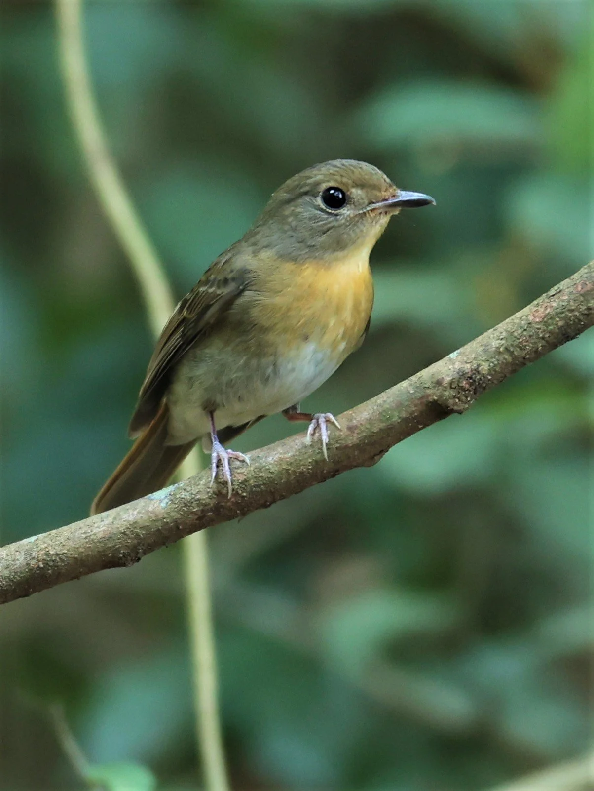 FLYCATCHER - INDOCHINESE BLUE-FLYCATCHER - Cyornis sumatrensis - PETCHABURI PROVINCE - NUY HIDE NEAR KAENG KRACHAN JAN 2022 (2).jpg
