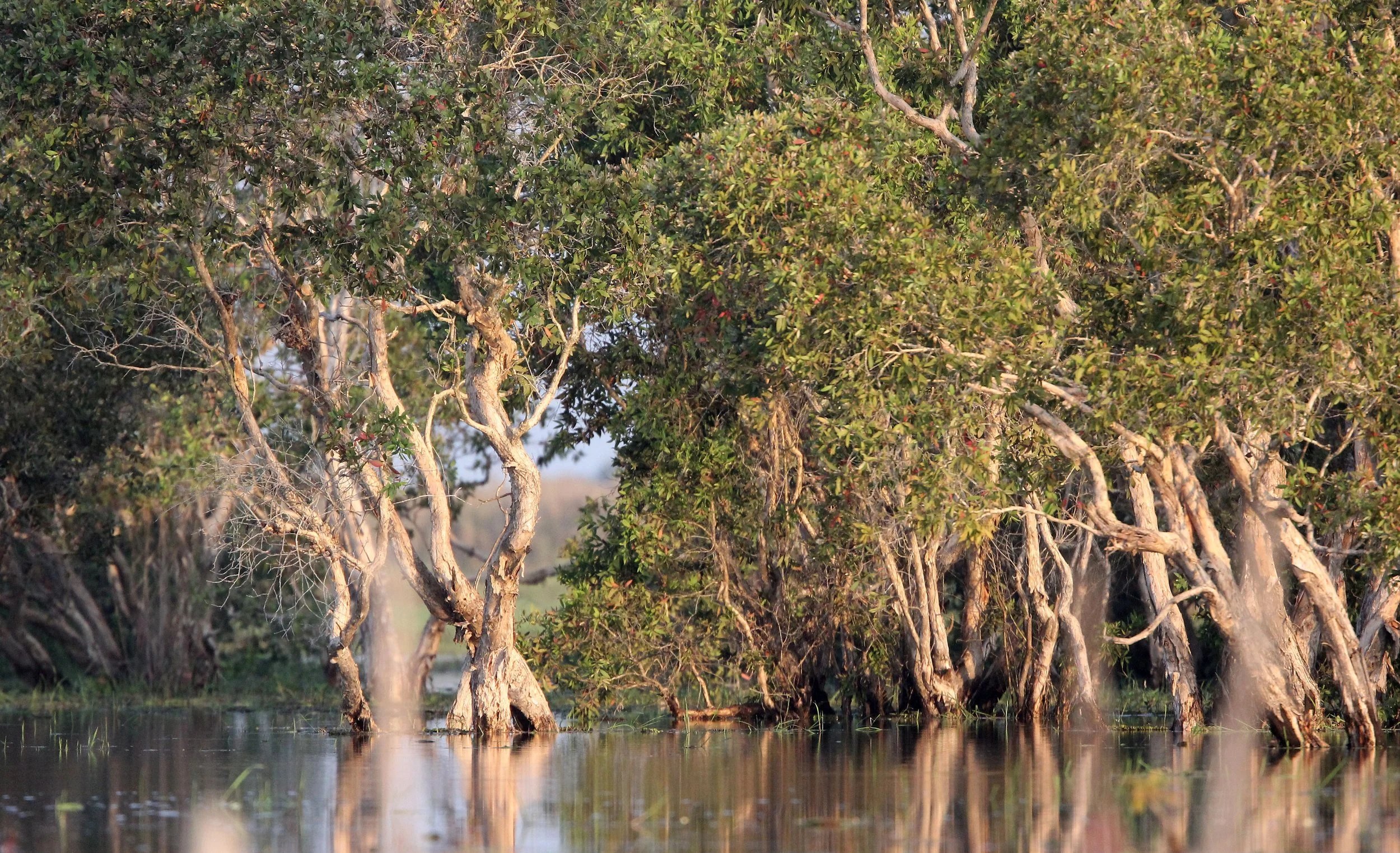 2018 Thale Noi Bird Sanctuary Patthalung (33).JPG