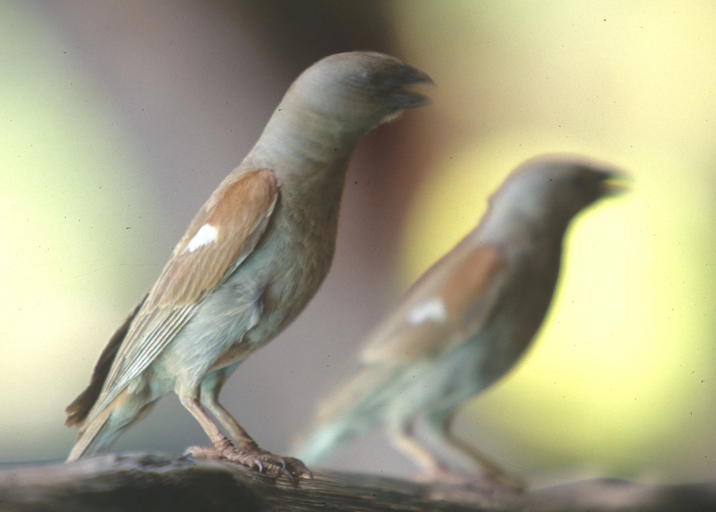 BIRDS - SPARROW - GREYHEADED - UGANDA A.jpg