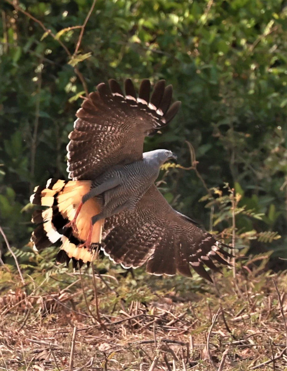 Crane Hawk (Geranospiza caerulescens) Porto Alegre Lodge, Pantanal