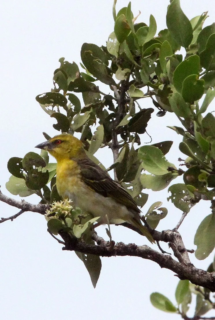 Village Weaver (Ploceus cucullatus) Lake Langano Ethiopia 