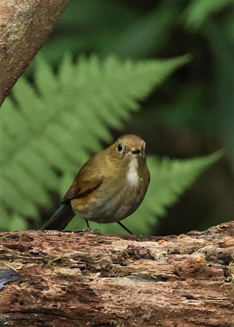 BLUETAIL - HIMALAYAN BLUETAIL - Tarsiger rufilatus - DOI PHA HOM POK NP DOI LANG EAST FEB 2022 (3).jpg