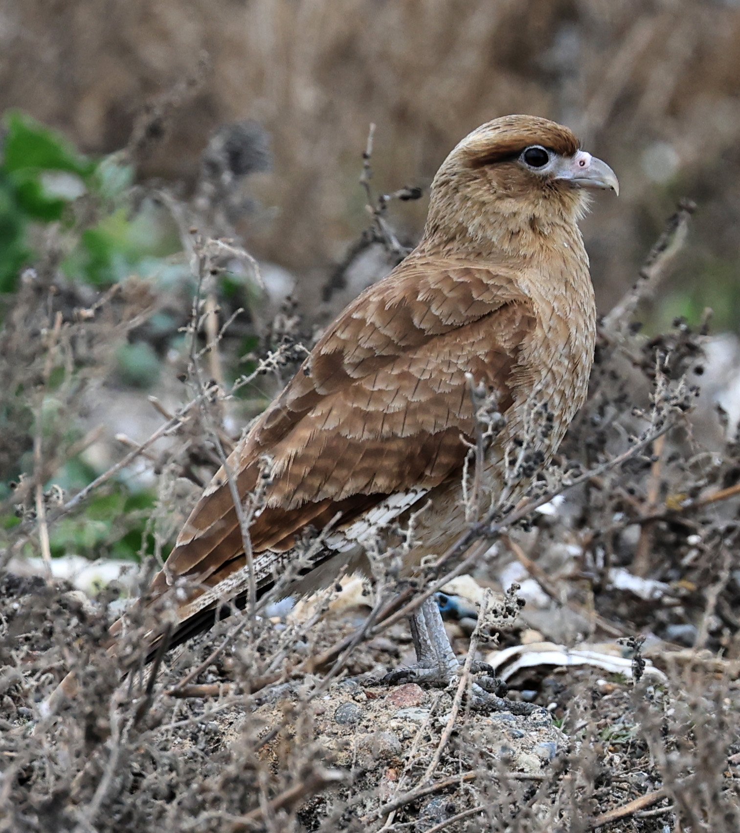 Chimango Caracara (Daptrius chimango) Lagunas del Ornitólogo, Trelew Argentina (25).jpg