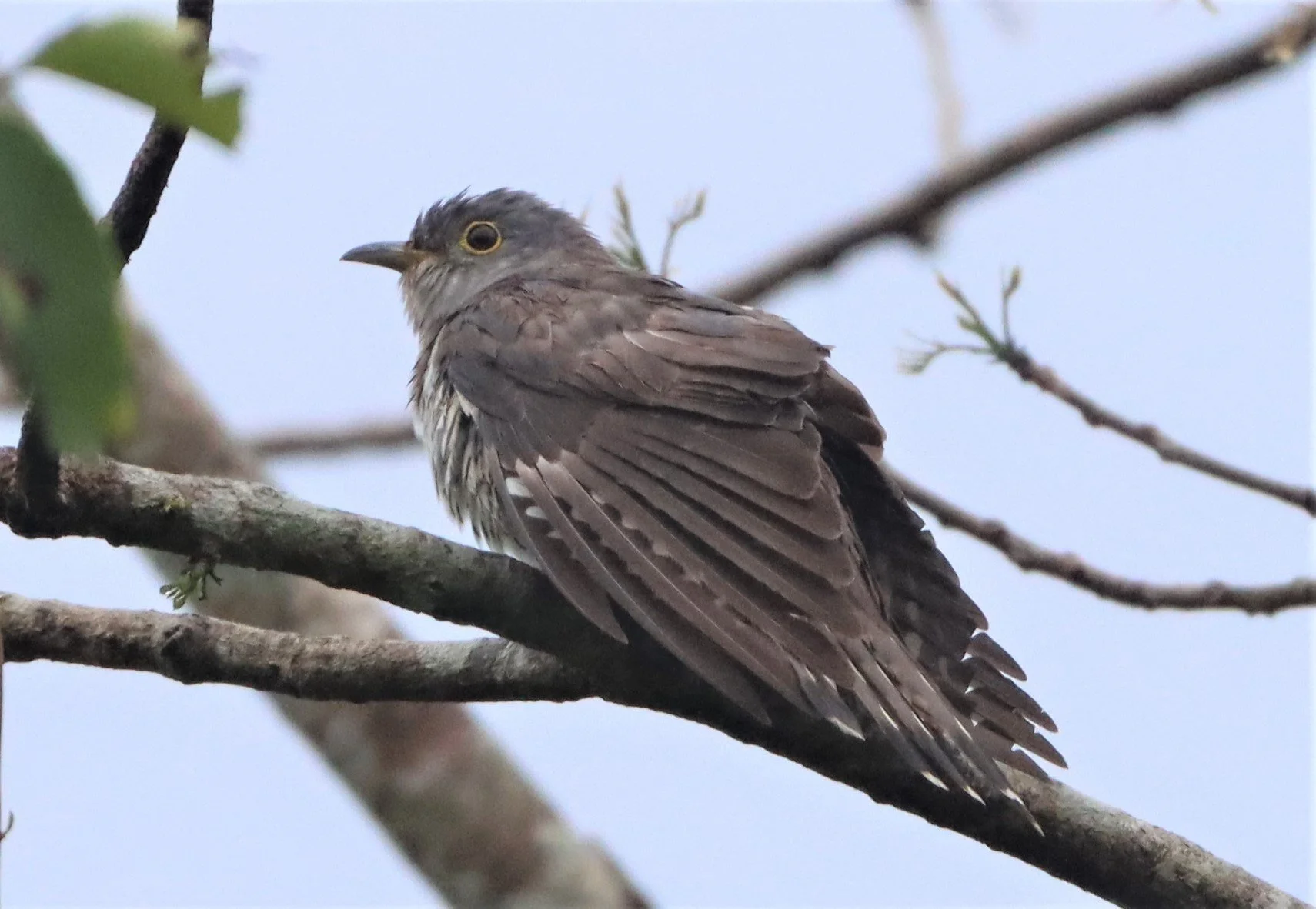 Indian Cuckoo (Cuculus micropterus) Kaeng Krachan NP Thailand (11).jpg