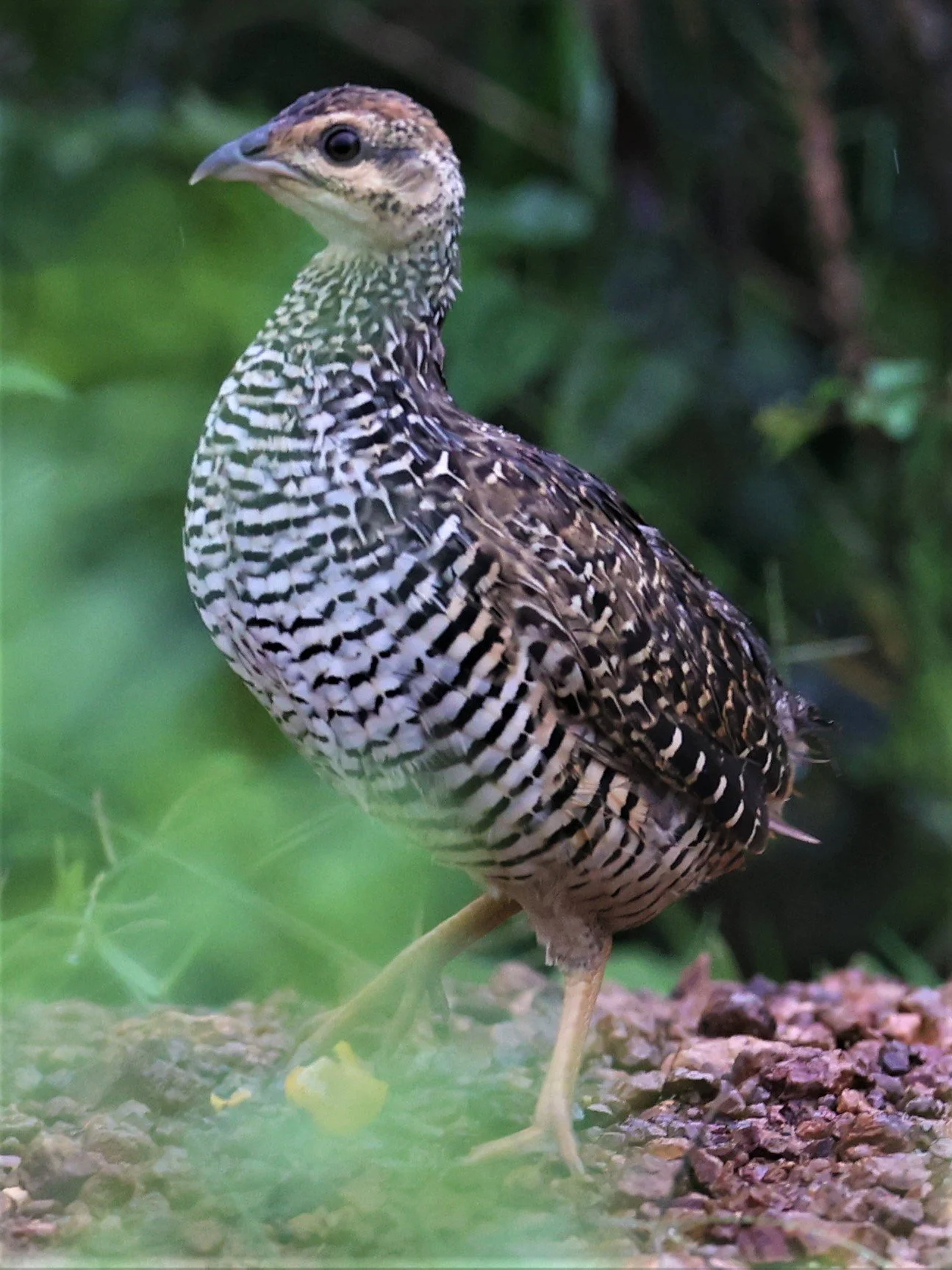Chinese Francolin (Francolinus pintadeanus) can still be found in the scrublands surrounding the lowlands of the complex although the species is becoming increasingly rare due to insane tax laws and habitat destruction.