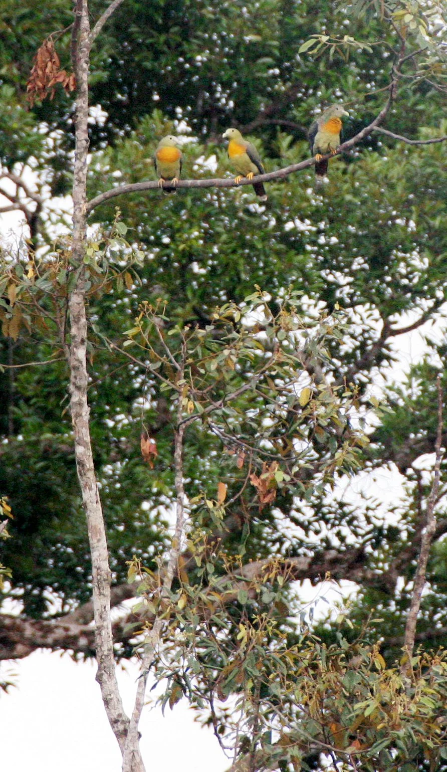 Large Green Pigeon (Trevon capellei) Tabin Wildlife Reserve Borneo (1).JPG