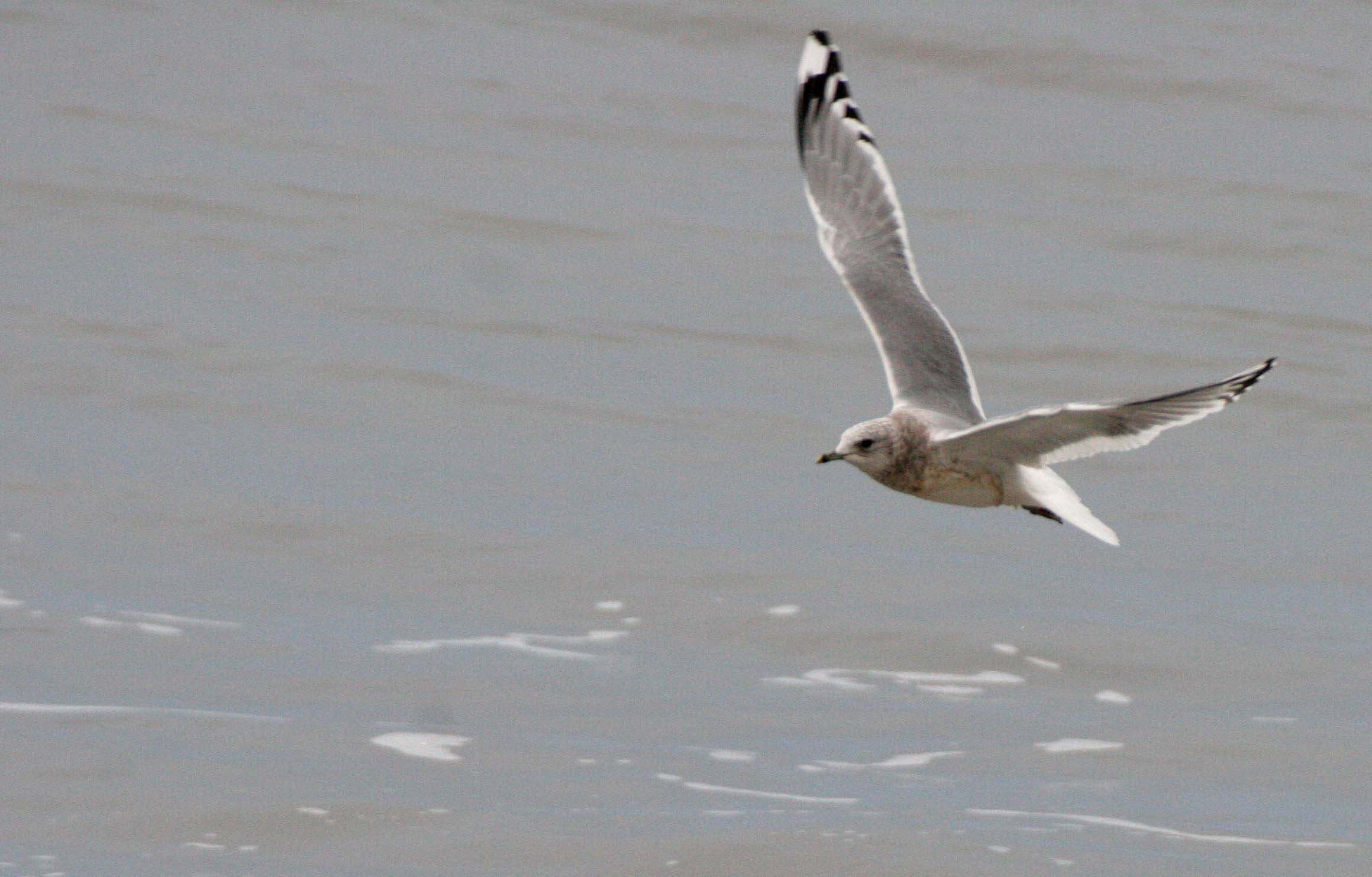 BIRD - GULL - RING-BILLED - LAKE FARM BEACH.jpg