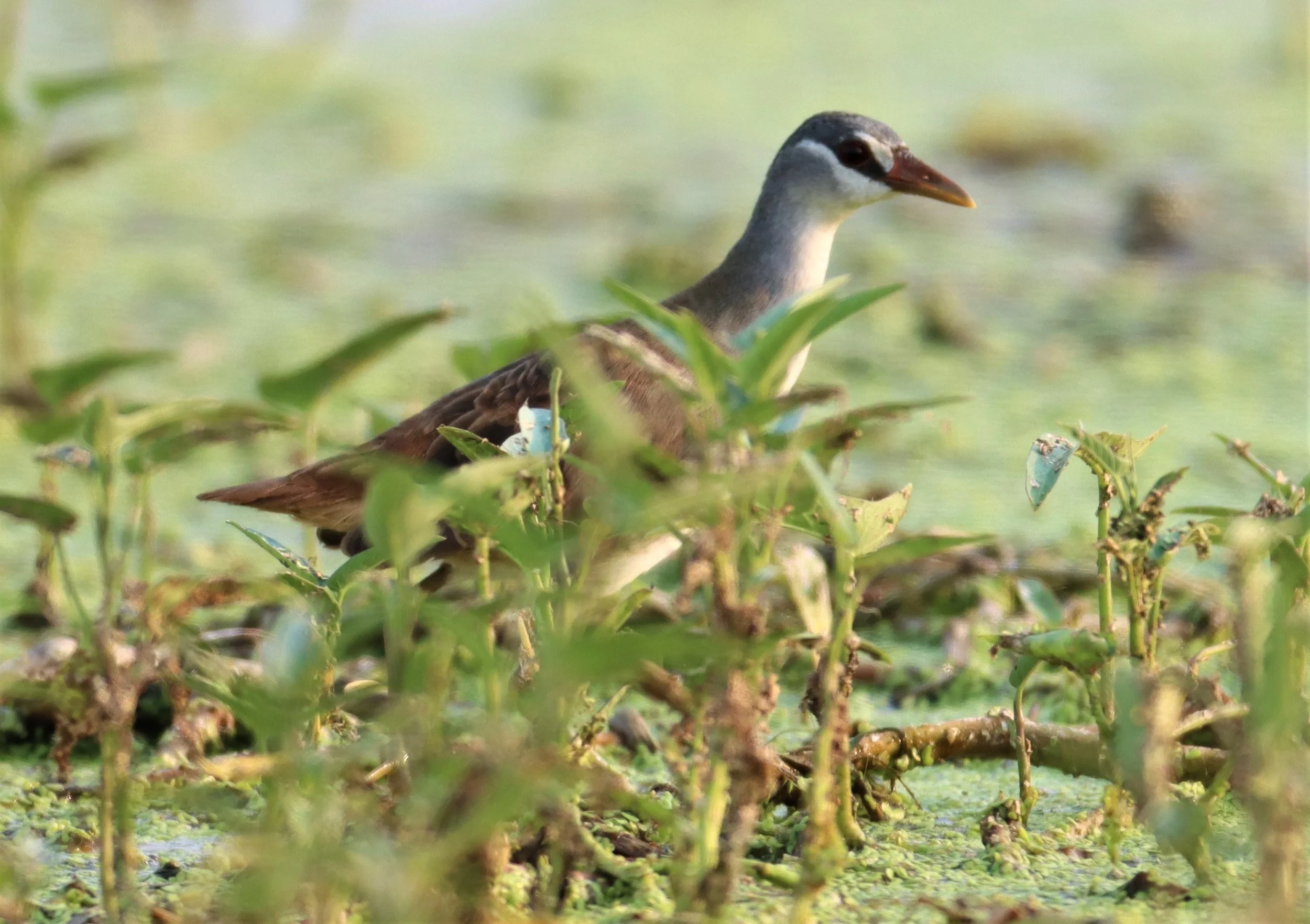 White-browed Crake (Porzana cinerea) Thap Yao Rice Fields Lat Krabang Bangkok (74).jpg
