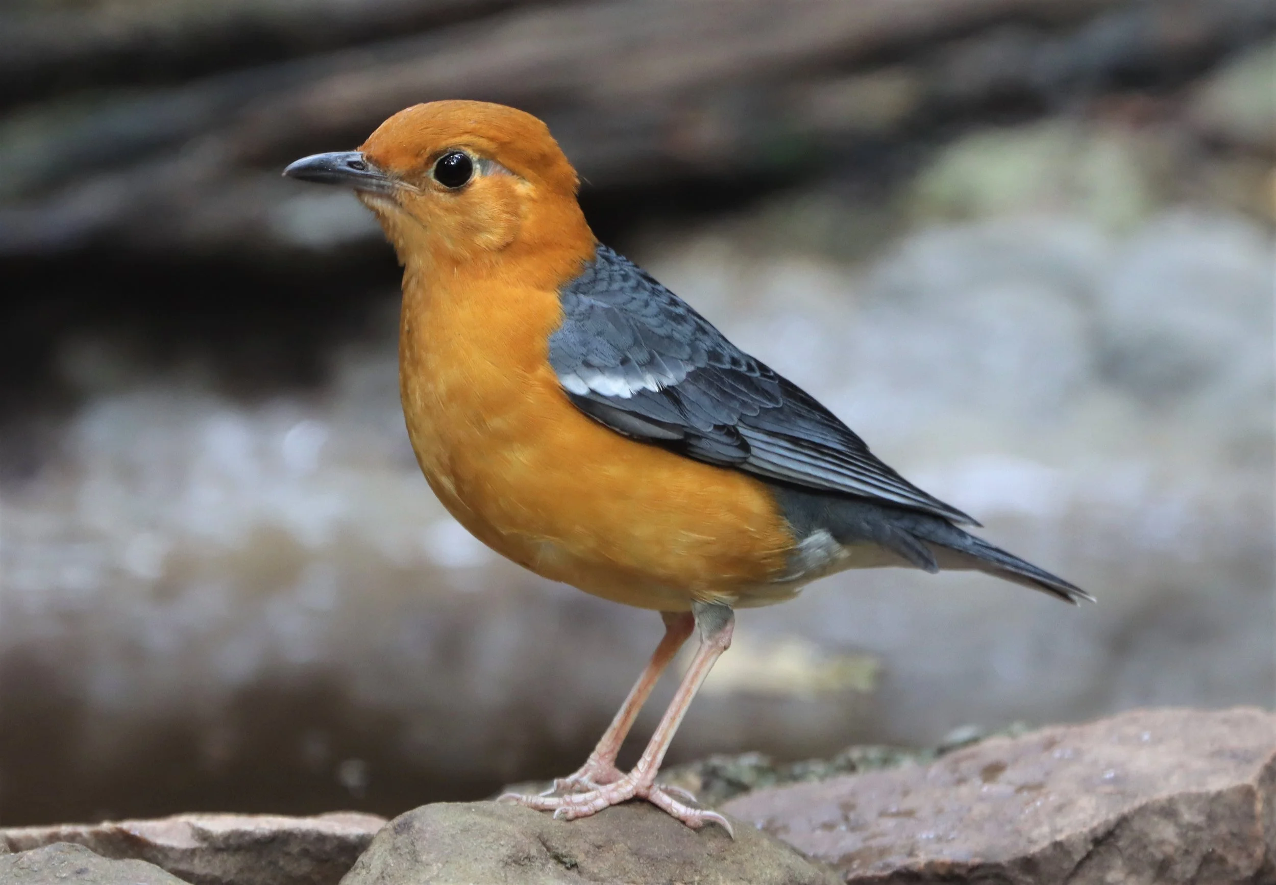 Orange-headed Thrush (Zoothera citrina) Neung Hide Kaeng Krachan NP (23).jpg