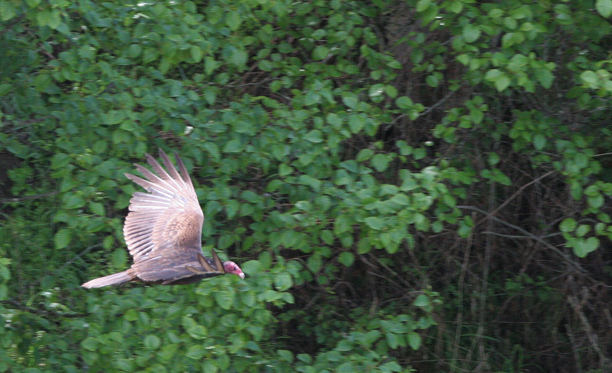 Cathartes aura meridionalis - WESTERN TURKEY VULTURE - LAKE FARM BLUFFS WASHINGTON (167).JPG