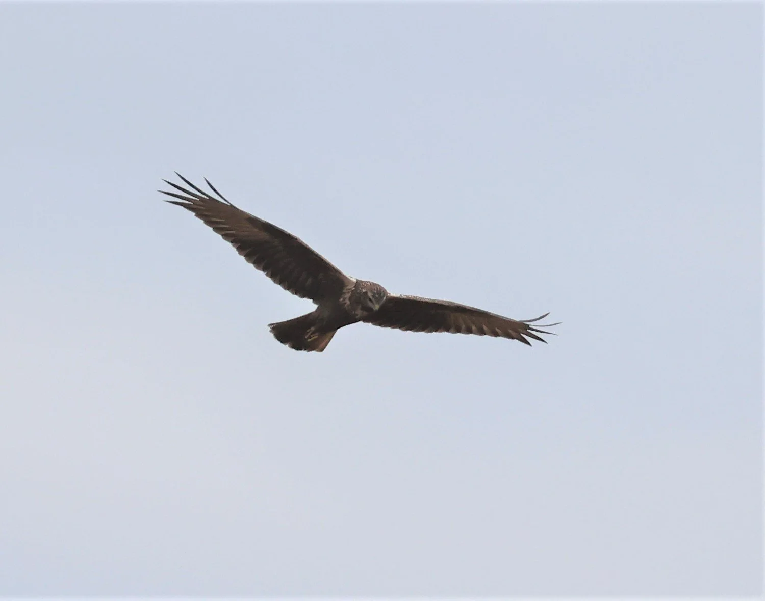 HARRIER - EASTERN MARSH HARRIER - Circus spilonotus - YONOK CHIANG SAEN CHIANG RAI - ROOST Feb 2022  (3).jpg