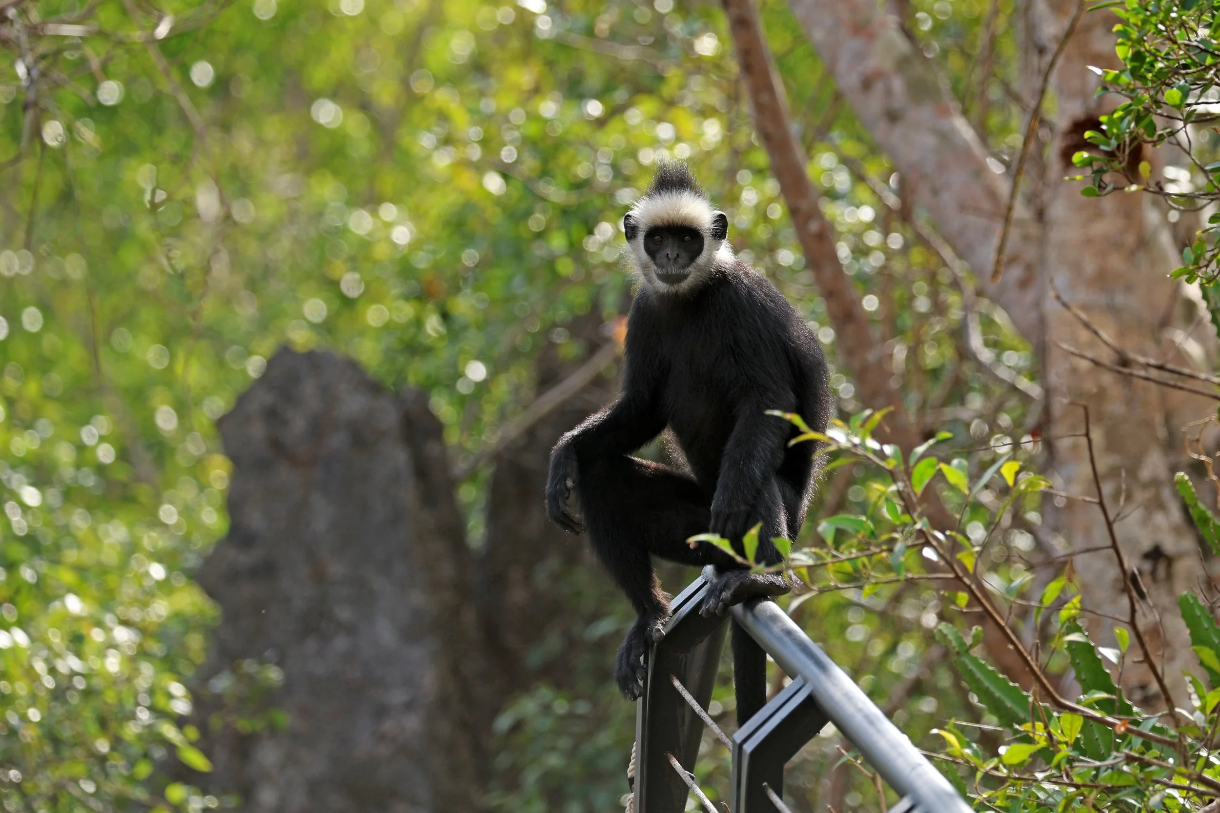 Laotian Langur or White-browed Black Langur (Trachypithecus laotum) The Rock Viewpoint, Khammouane Province Laos (174).jpg