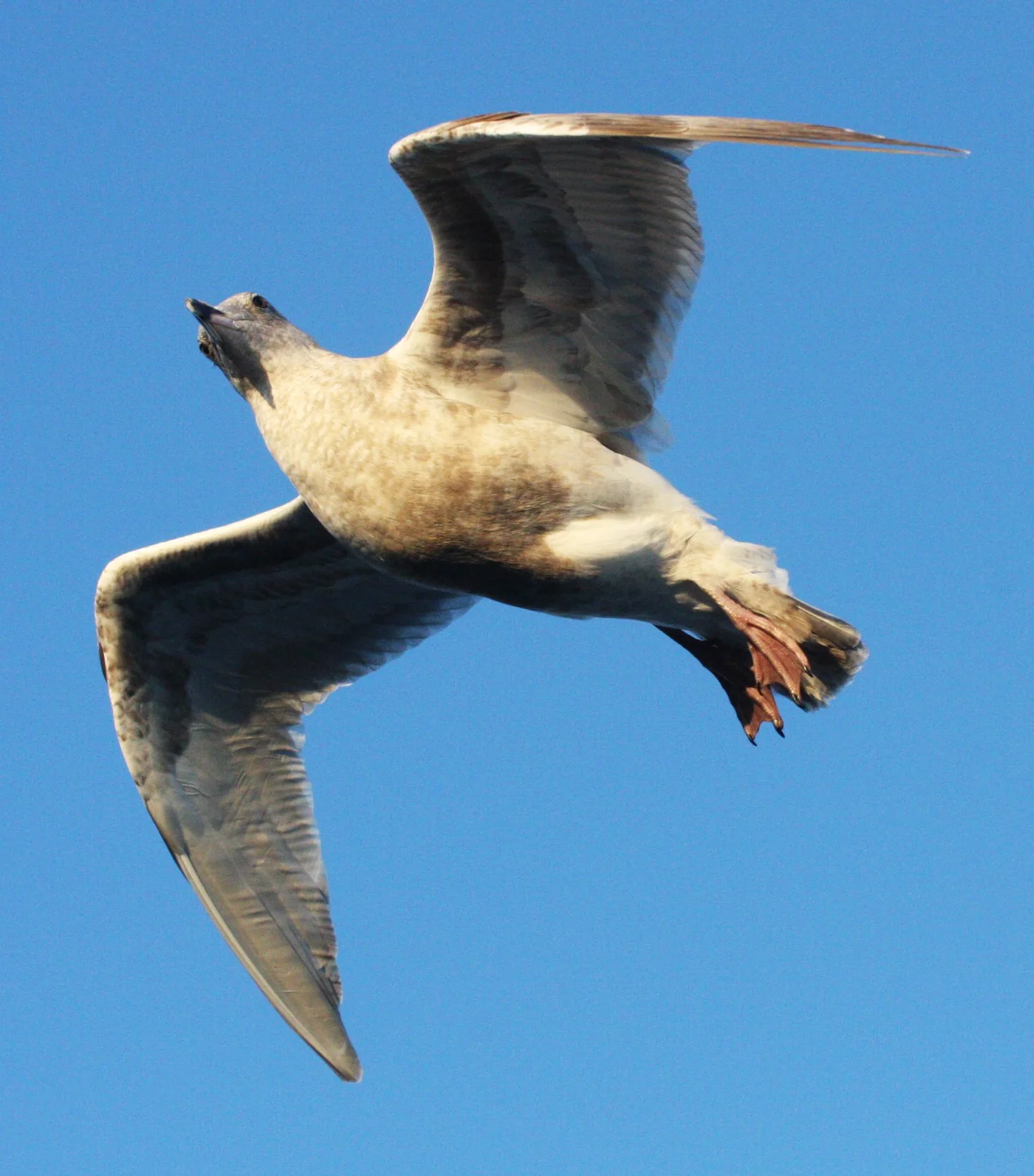 BIRD - GULL - CALIFORNIA GULL - FIRST WINTER - ELLIOTT BAY SEATTLE (3).JPG