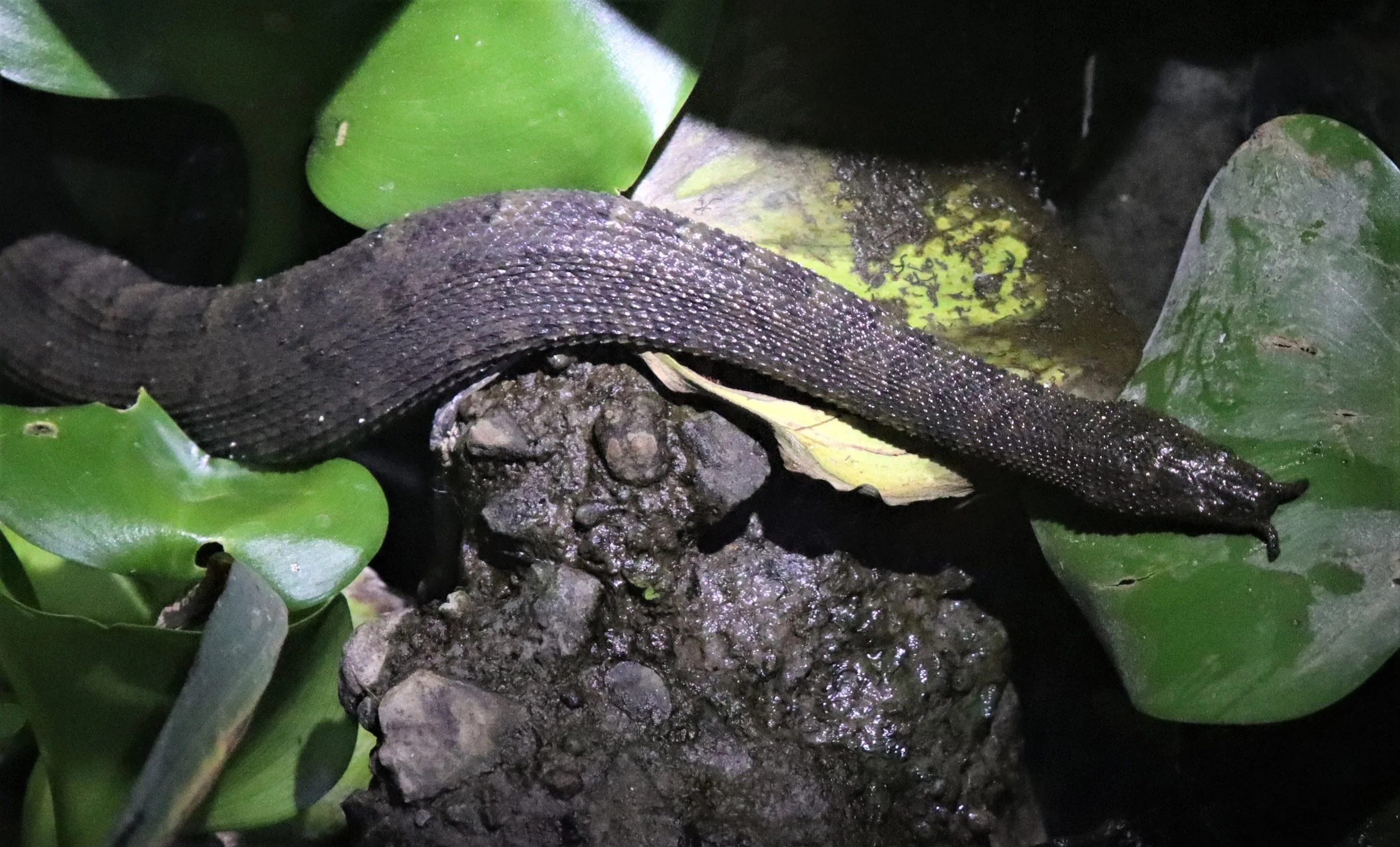 Family Homalopsidae - Mud & Tentacled Snakes — Coke Smith Wildlife