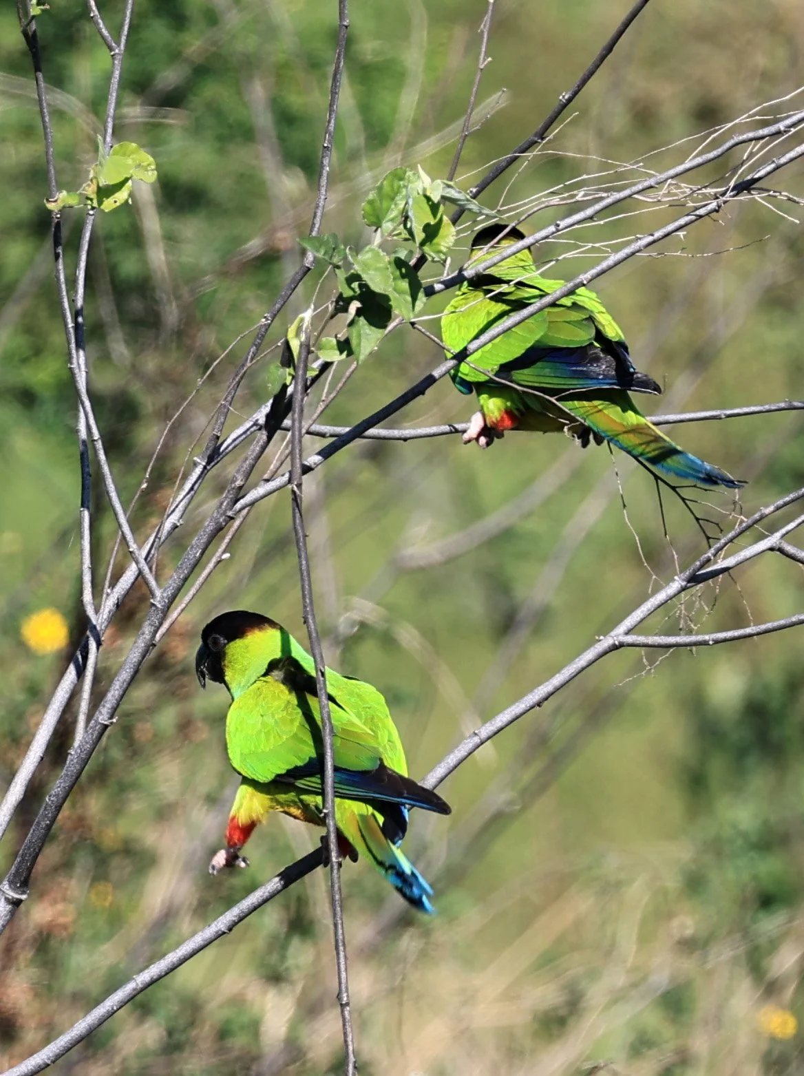 Nanday or Black-hooded Parakeet (Aratinga nenday) Wetlands along Road between Pozo Colorado & Asuncion (10).jpg