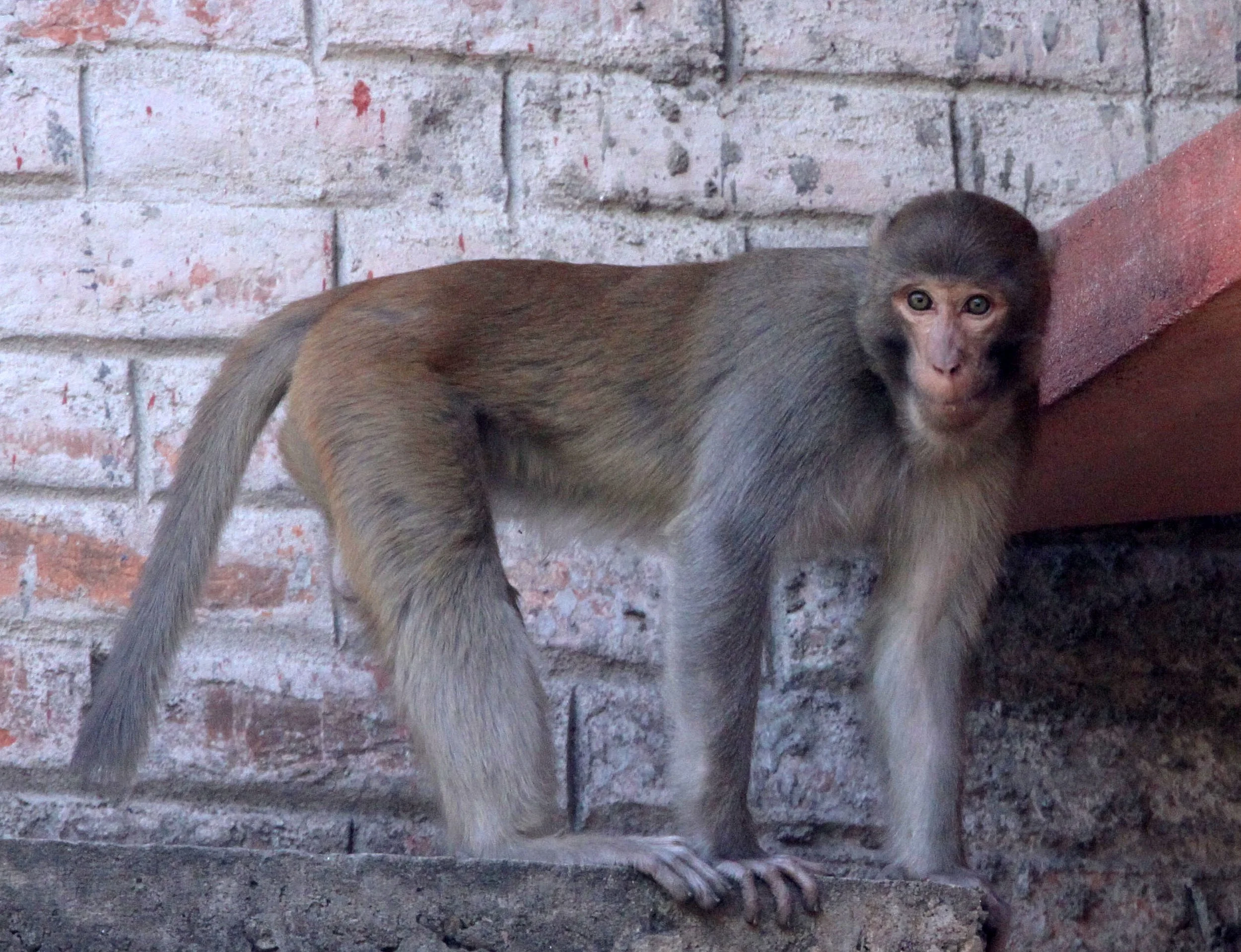 CERCOPITHECIDAE - Macaca mulatta mulatta - INDIAN RHESUS MACAQUE - KAZIRANGA NATIONAL PARK ASSAM INDIA (30).JPG