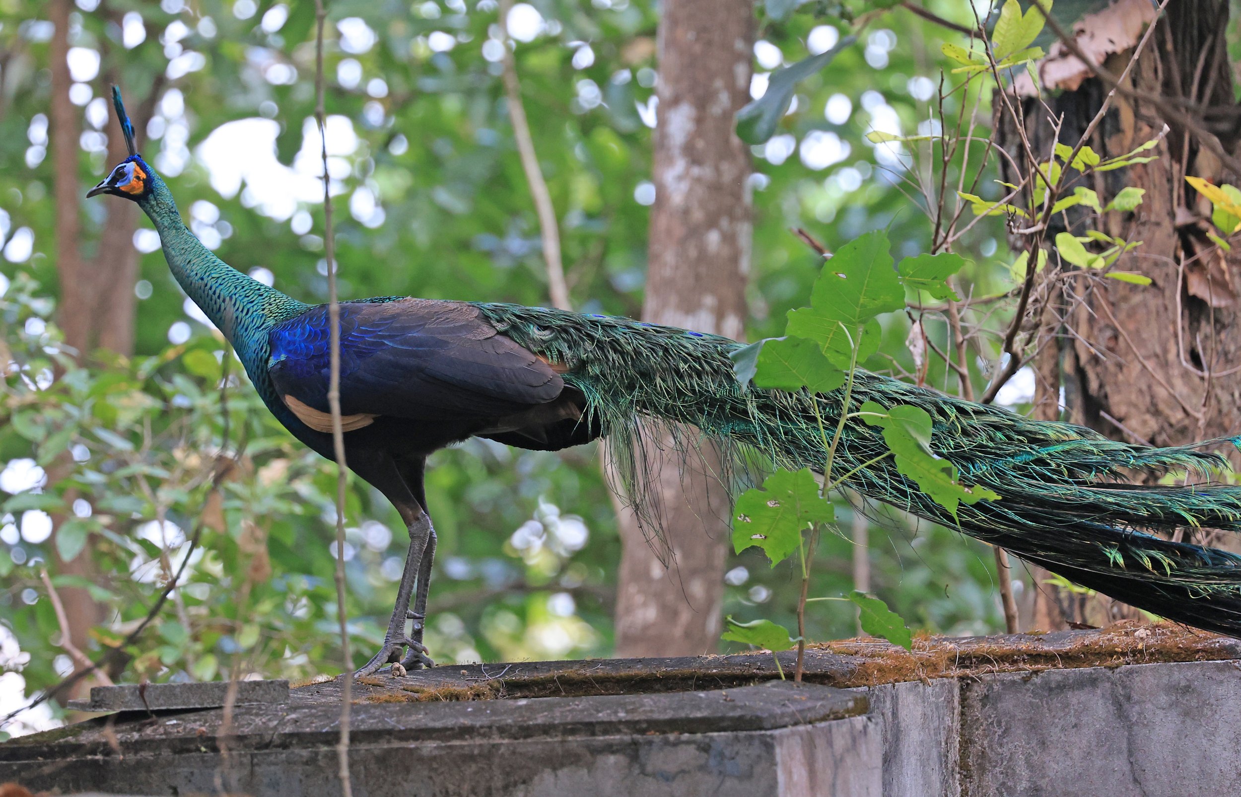 Green Peafowl (Pavo muticus) Doi Butsarakham Phayao Province (30).jpg