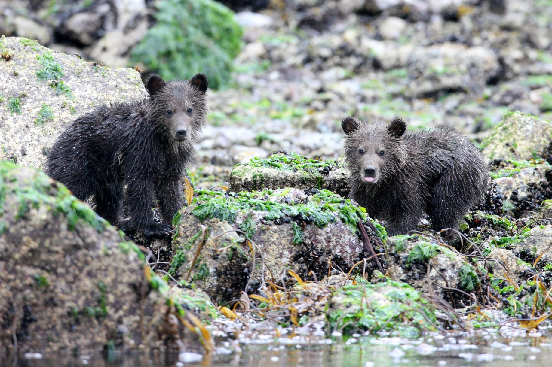 Ursus arctos stikeenensis - STICKEEN'S GRIZZLY BEAR - MOM AND HER FIRST YEAR CUBS - KNIGHT'S INLET BRITISH COLUMBIA (52).JPG