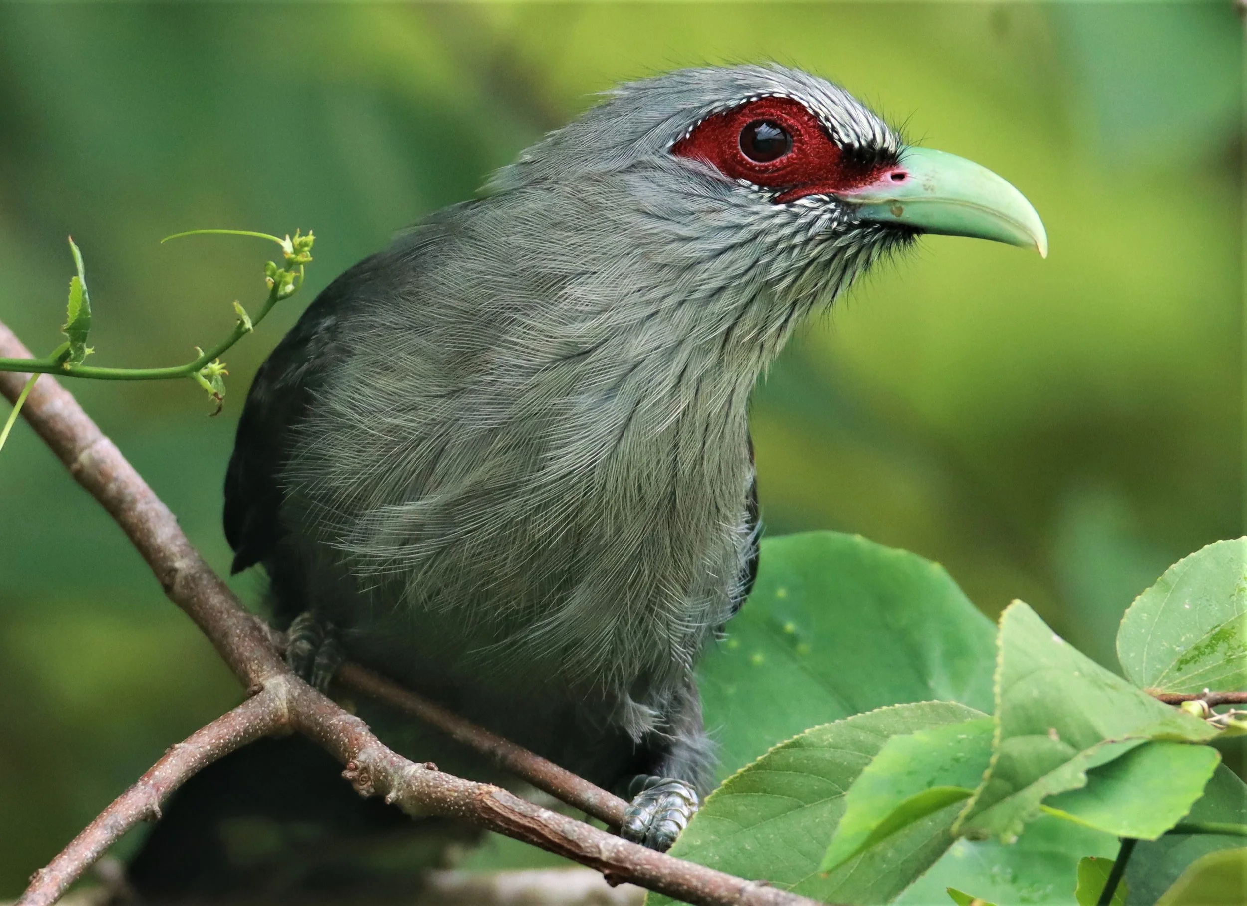 Green-billed Malkoha (Phaenicophaeus tristis) Nong Ya Plong Petchaburi Thailand (11).jpg