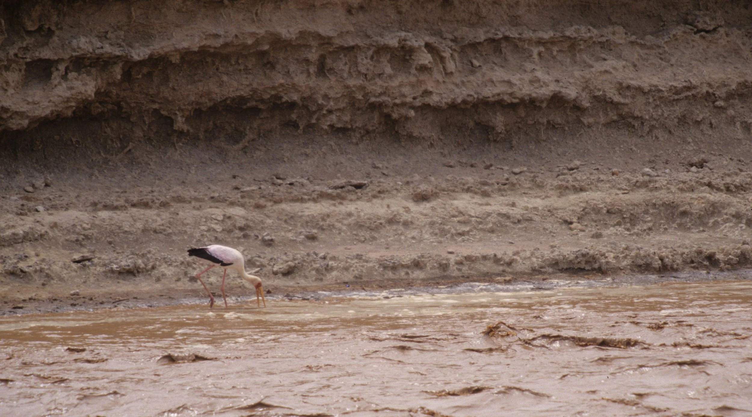 BIRDS - STORK - YELLOWBILLED - SHABA.jpg