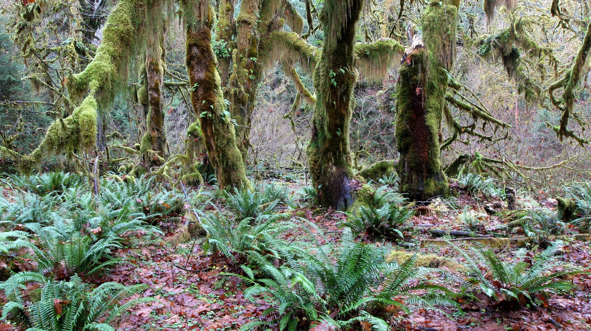 HOH RAINFOREST WA (18).JPG