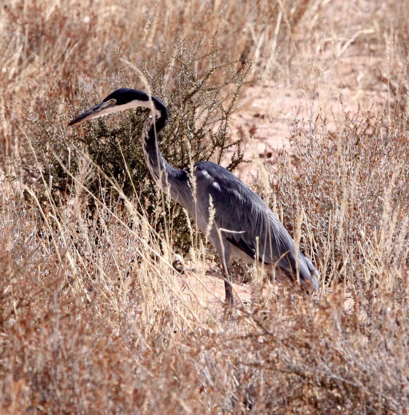 HERON - BLACK-HEADED HERON - Ardea melanocephala - KGALAGADI NATIONAL PARK SOUTH AFRICA (16).JPG