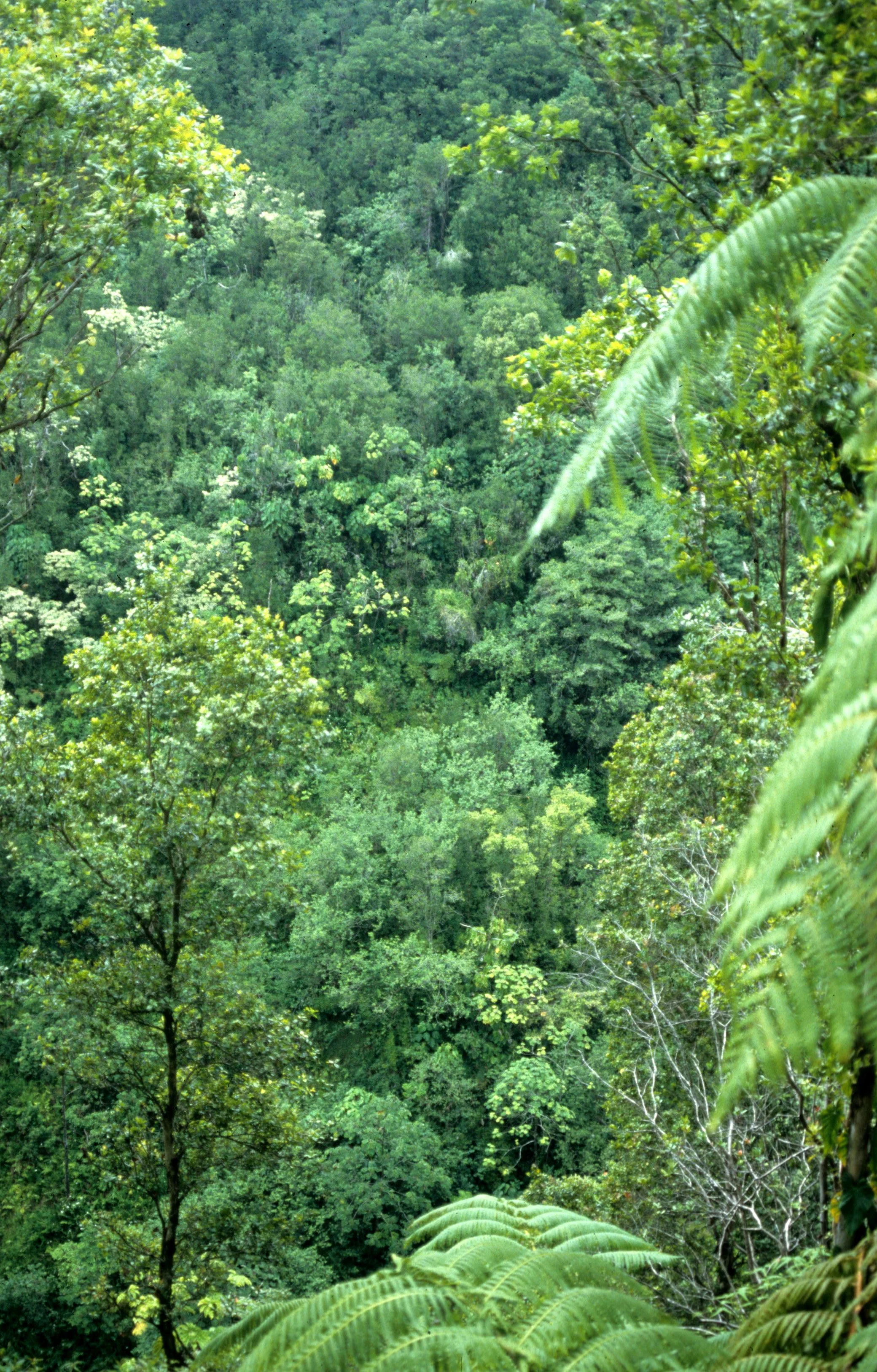 HAWAII - HAWAII - RAINFOREST VIEW.jpg