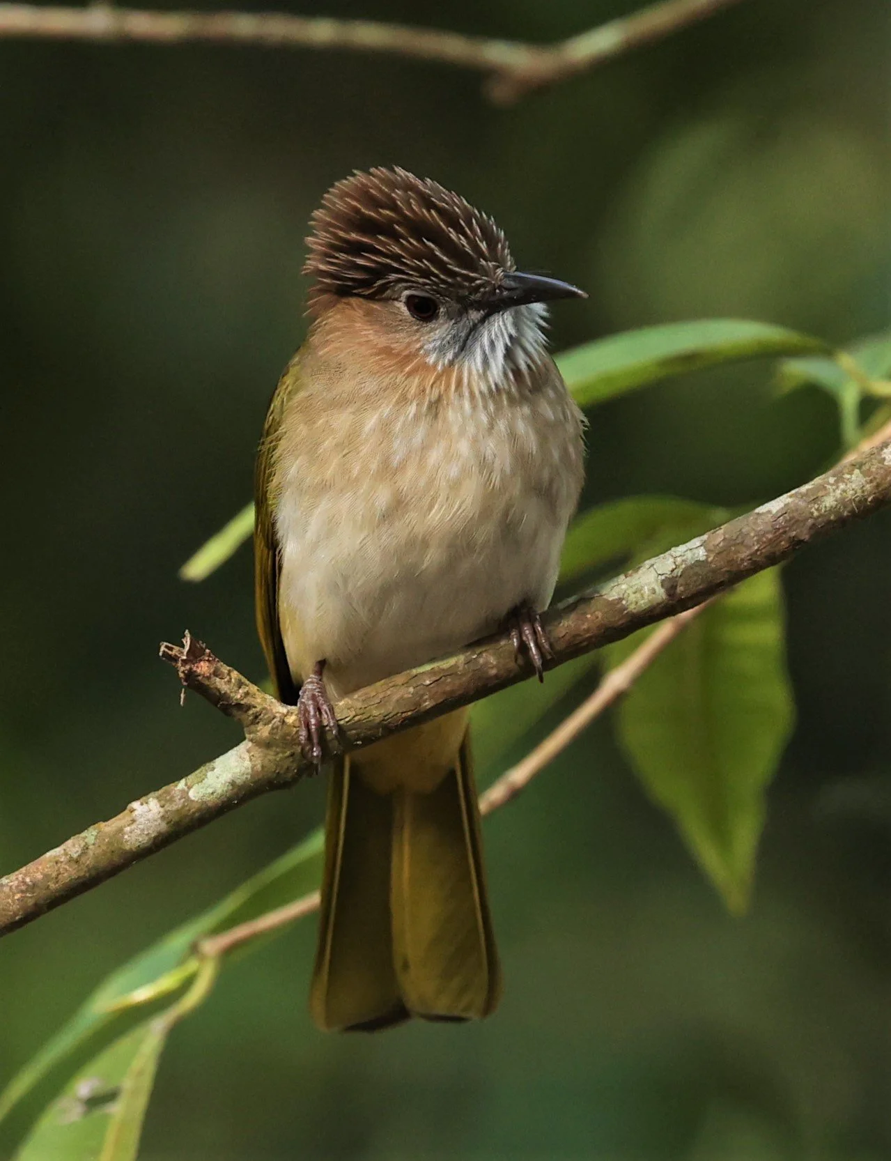 Mountain Bulbul (Ixos mcclellandii) Thailand — Coke Smith Wildlife
