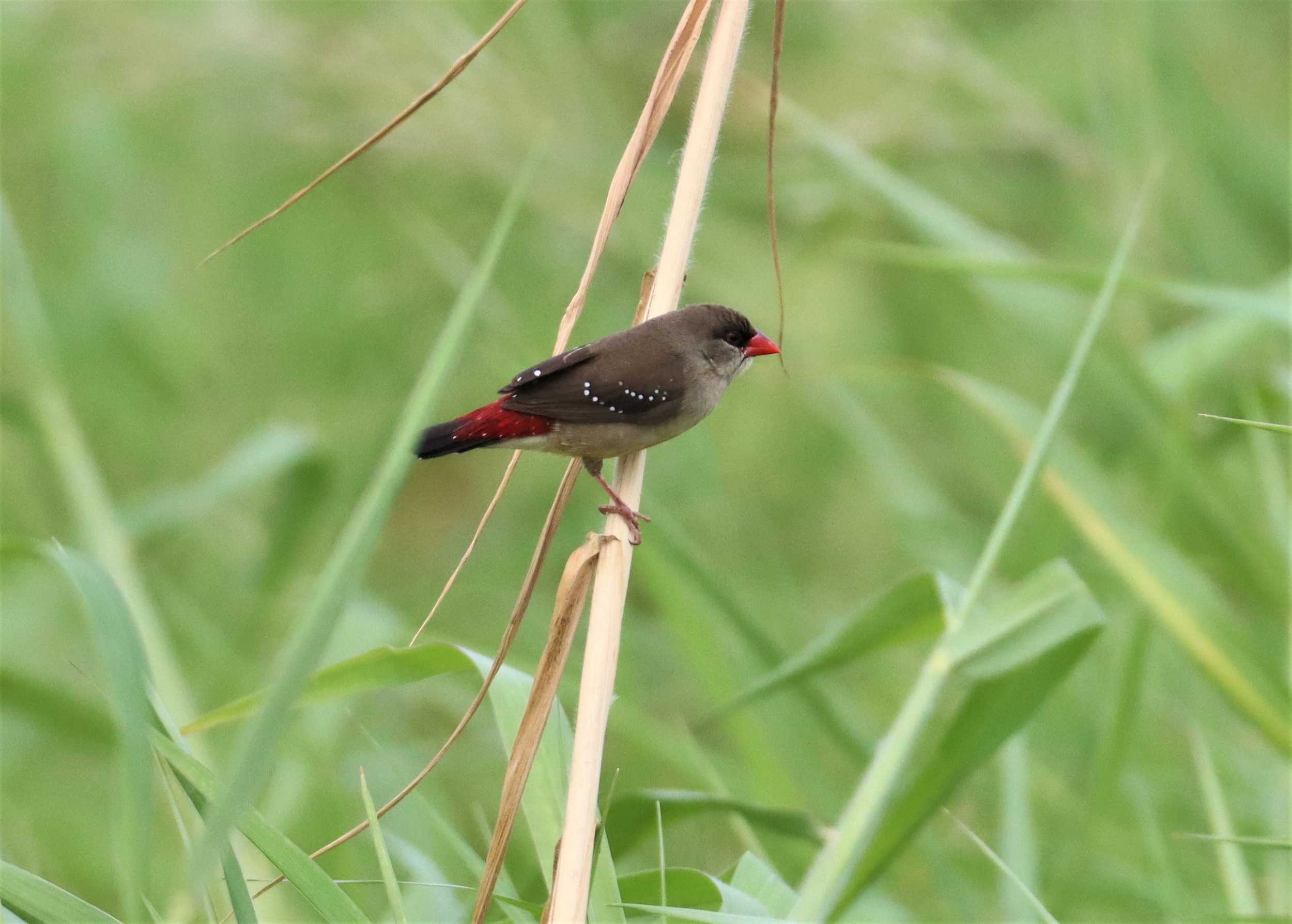RED AVADAVAT - Amandava amandava - LAT KRABANG WETLANDS THAP YAO (87).jpg