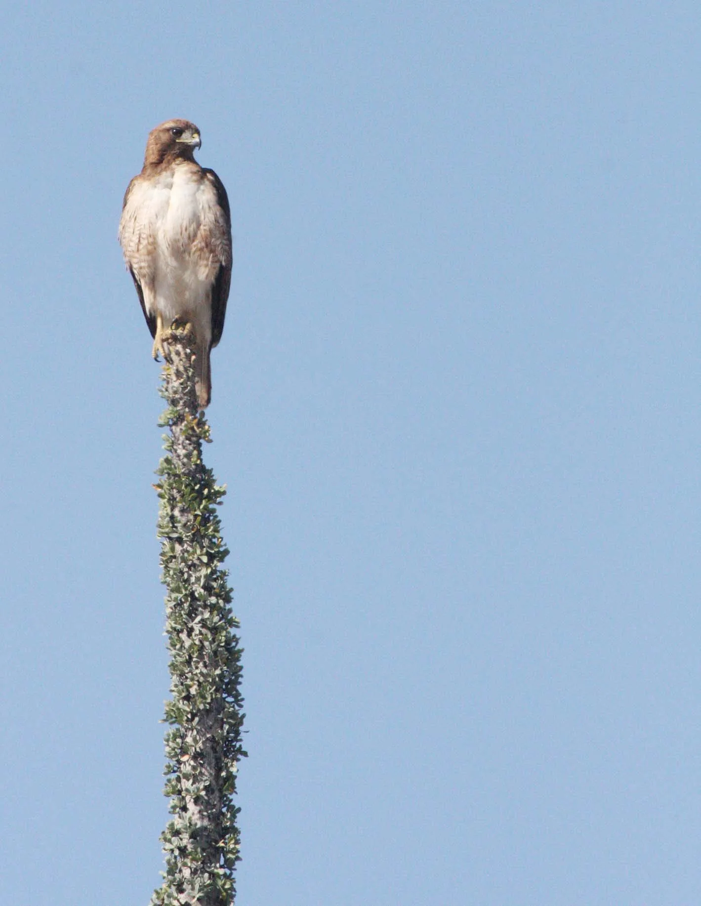 Buteo jamaicensis - RED-TAILED HAWK - SOUTHWESTERN MORPHOTYPE - NOTE PALE BELLY - CATAVINA DESERT BAJA MEXICO (5).JPG