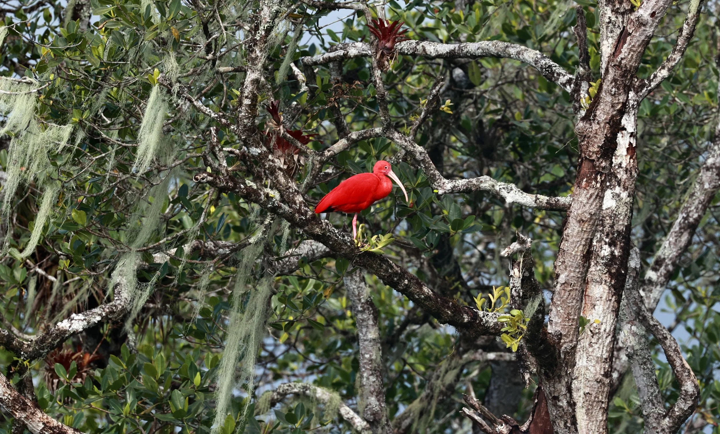 Scarlet Ibis (Eudocimus ruber) Superagüi National Park, Brazil (3).jpg