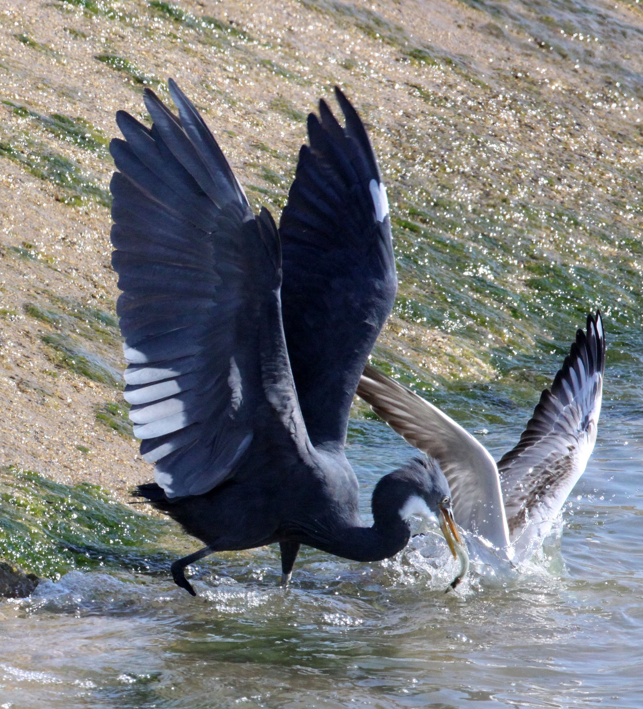 INDIAN REEF HERON (EGRET) - Egretta gularis - BEING HARRASSED BY BROWN-HEADED GULL - SOMCHAT GUJARAT INDIA (31).JPG