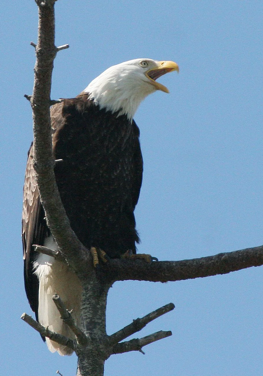 BIRD - EAGLE - BALD EAGLE - CLINE SPIT OVERLOOK SEQUIM WA (21).JPG