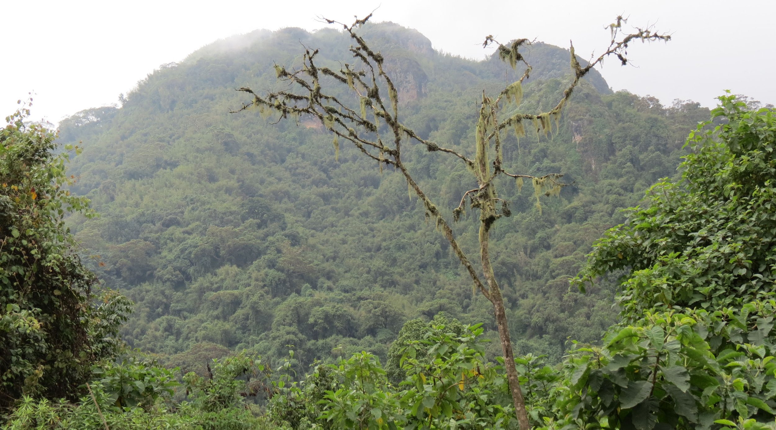 BALE MOUNTAINS NATIONAL PARK - HARENNA FOREST - ETHIOPIA (80).JPG